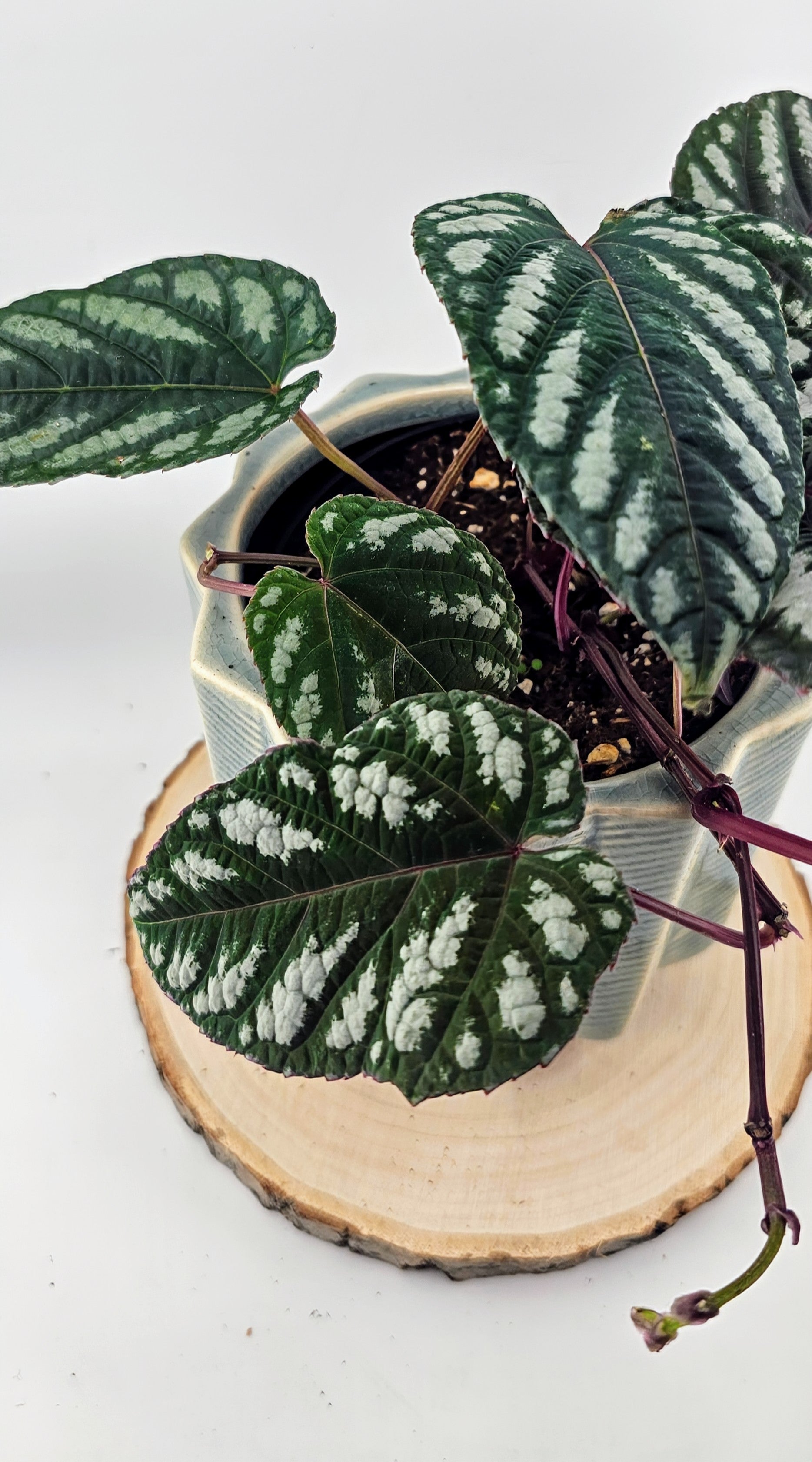 Tapestry Vine (Cissus discolor) 4"