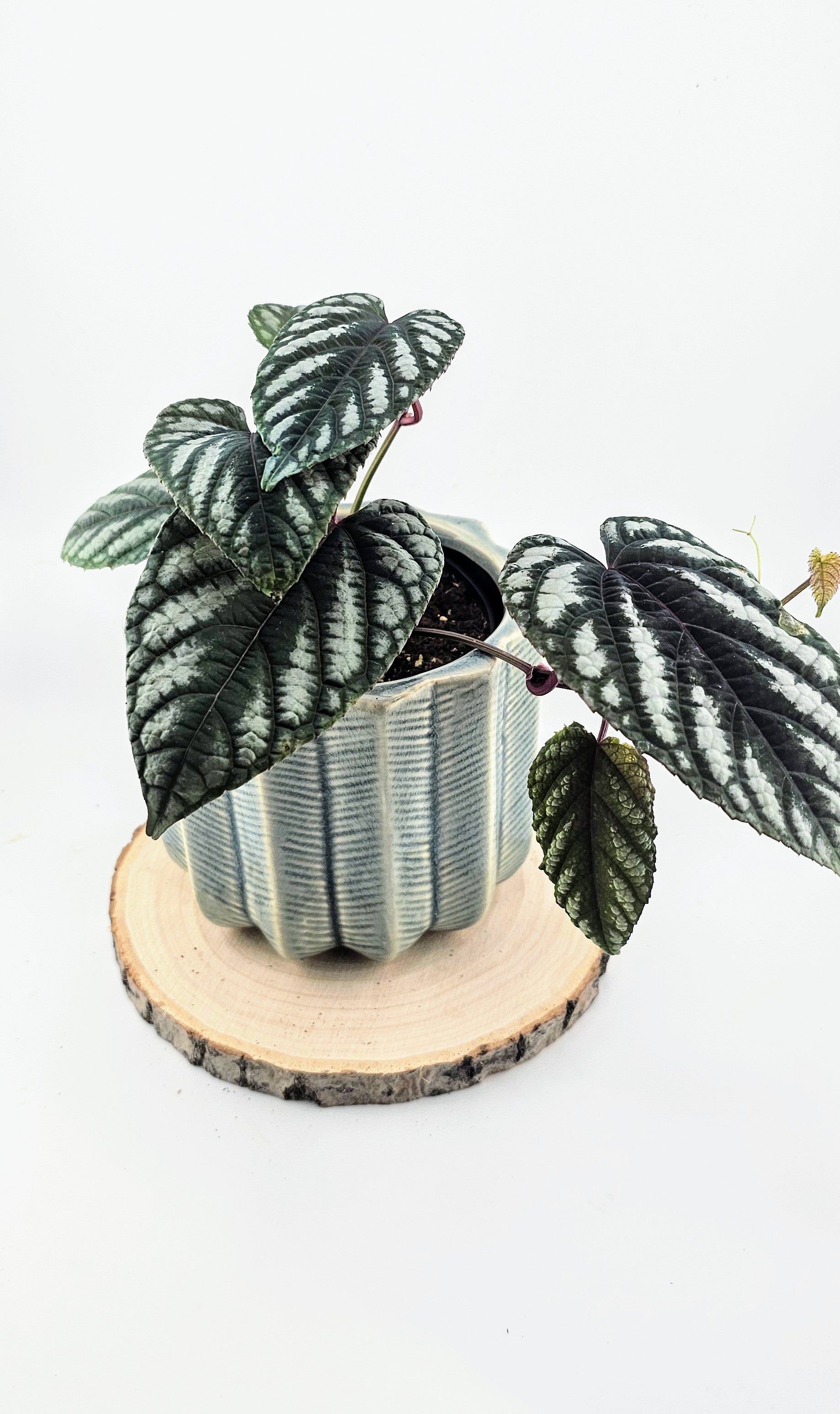 Tapestry Vine (Cissus discolor) 4"