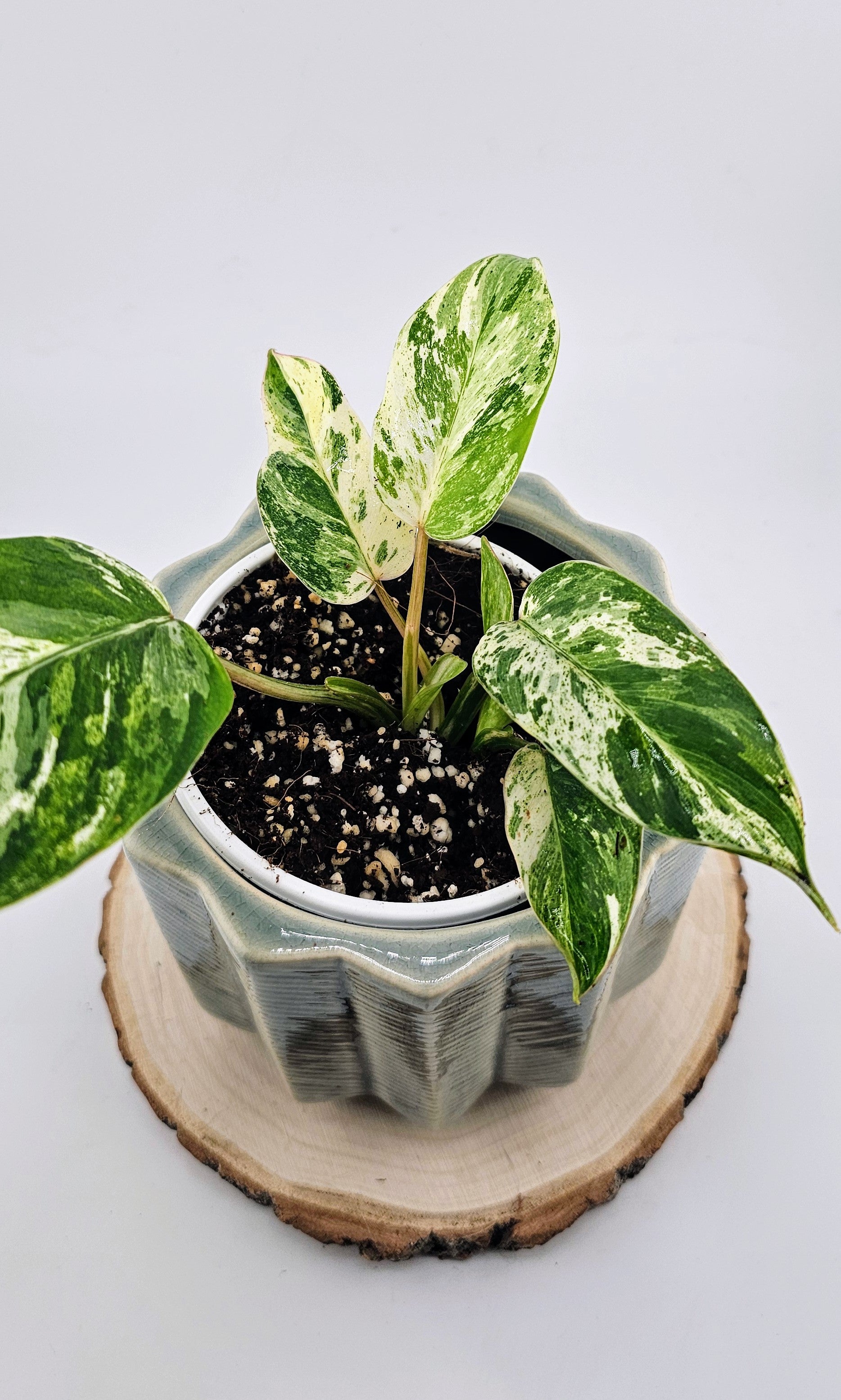 Philodendron Emerald Queen (A)