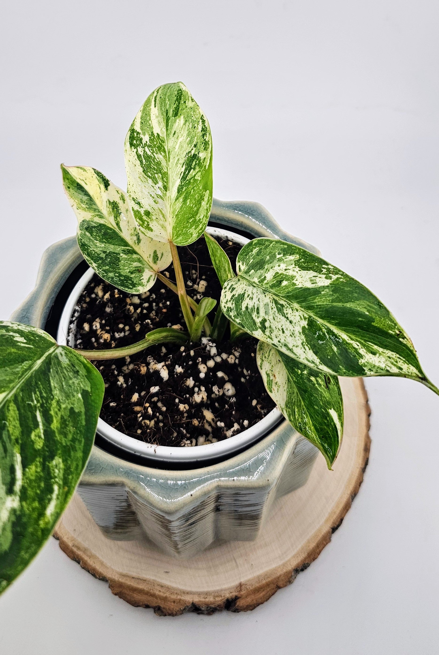 Philodendron Emerald Queen (A)