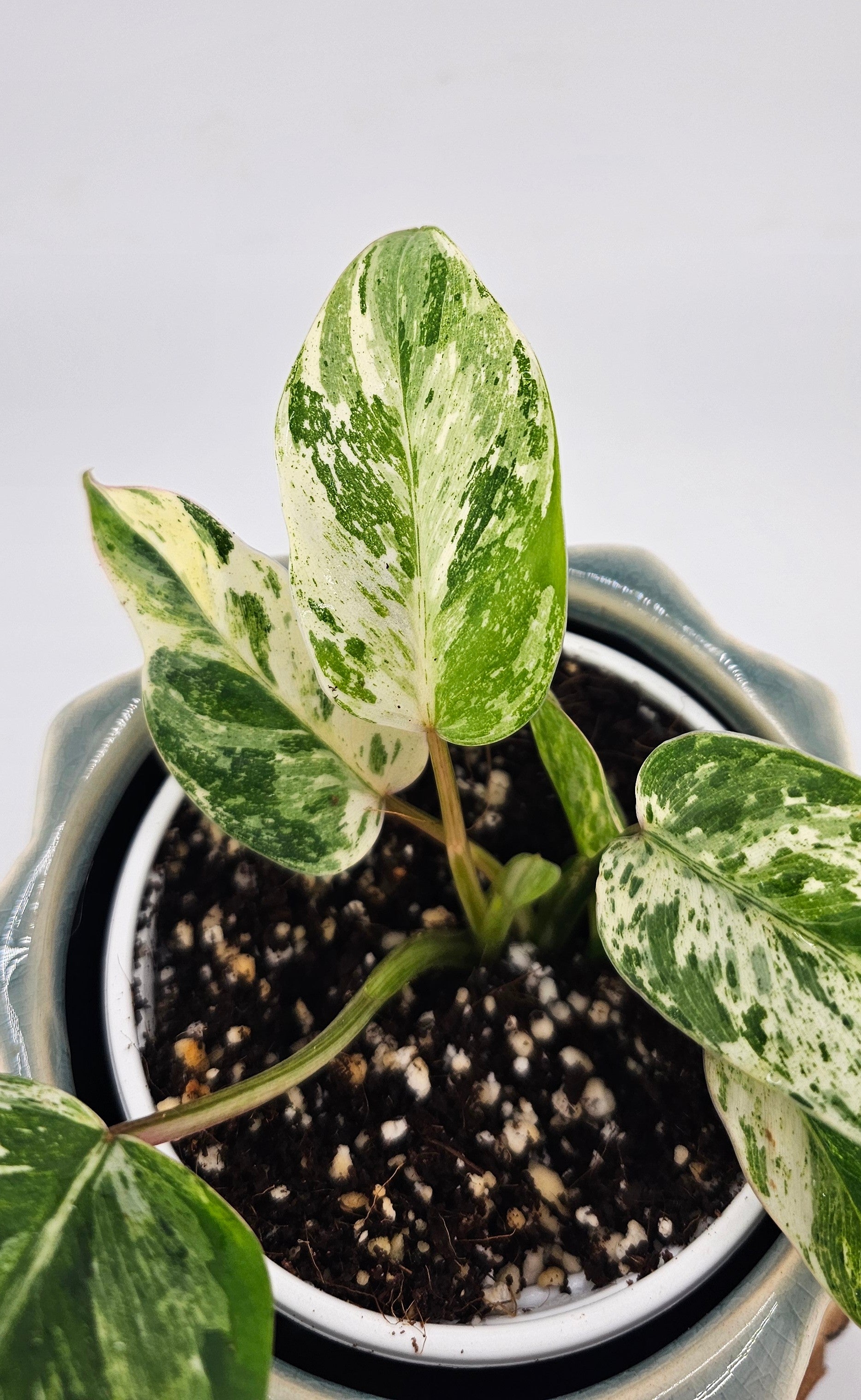 Philodendron Emerald Queen (A)