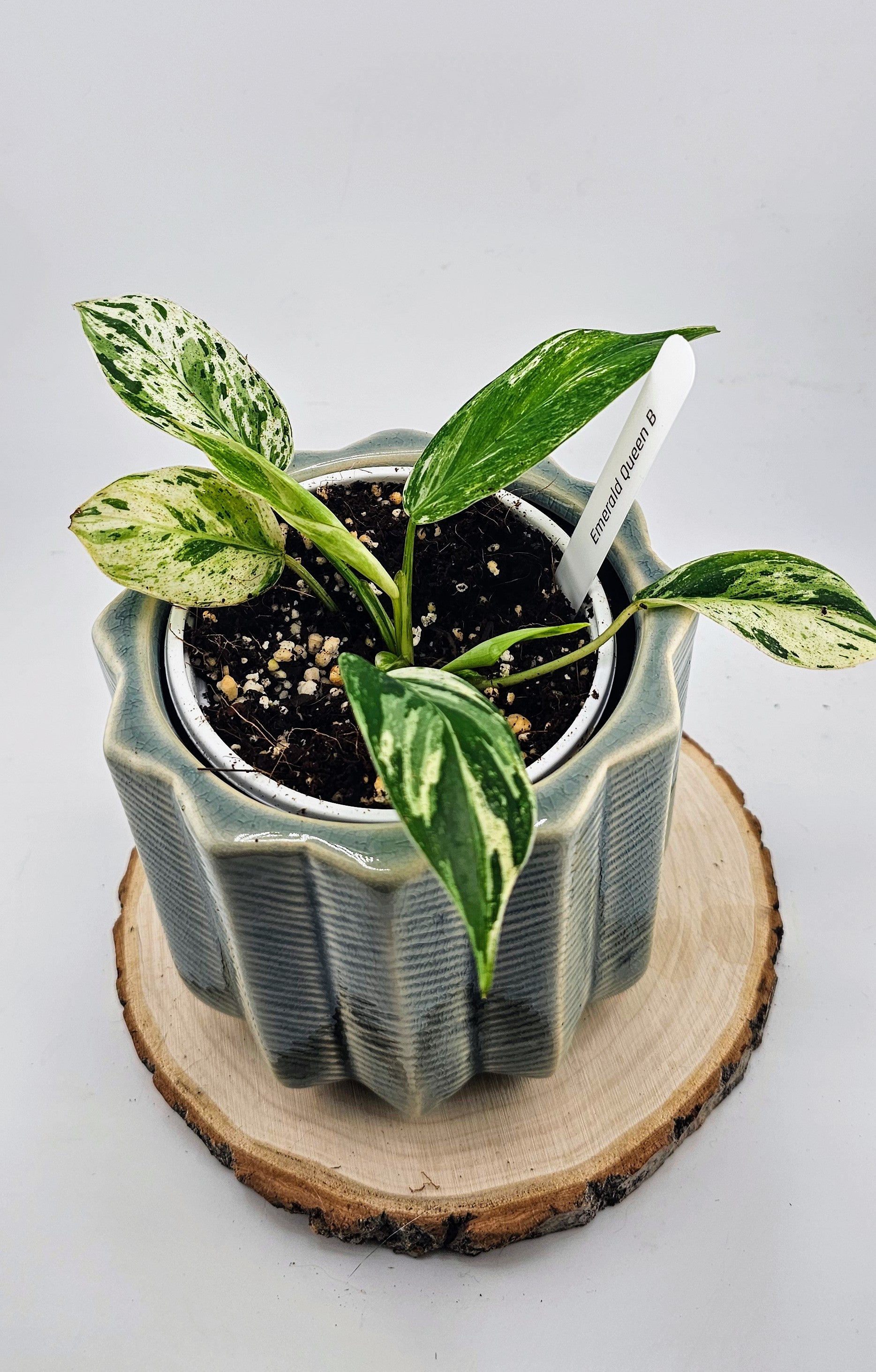 Philodendron Emerald Queen (B)