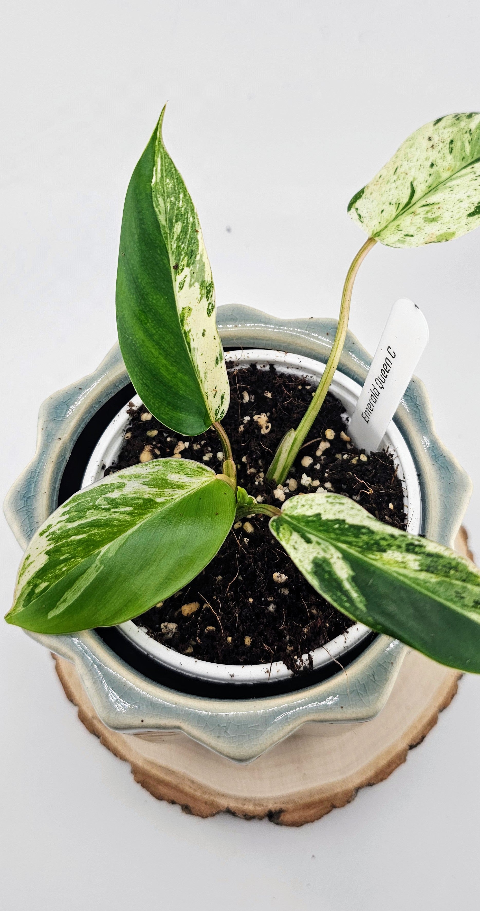 Philodendron Emerald Queen (C)