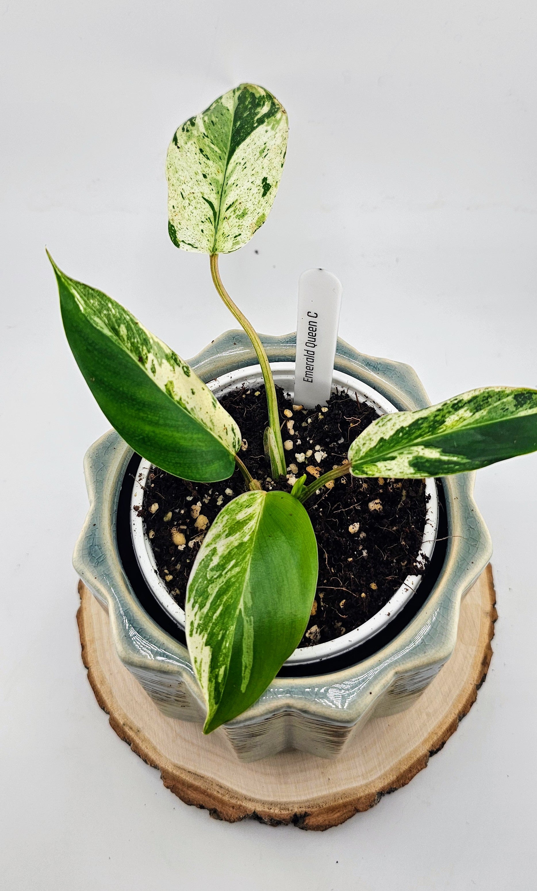 Philodendron Emerald Queen (C)