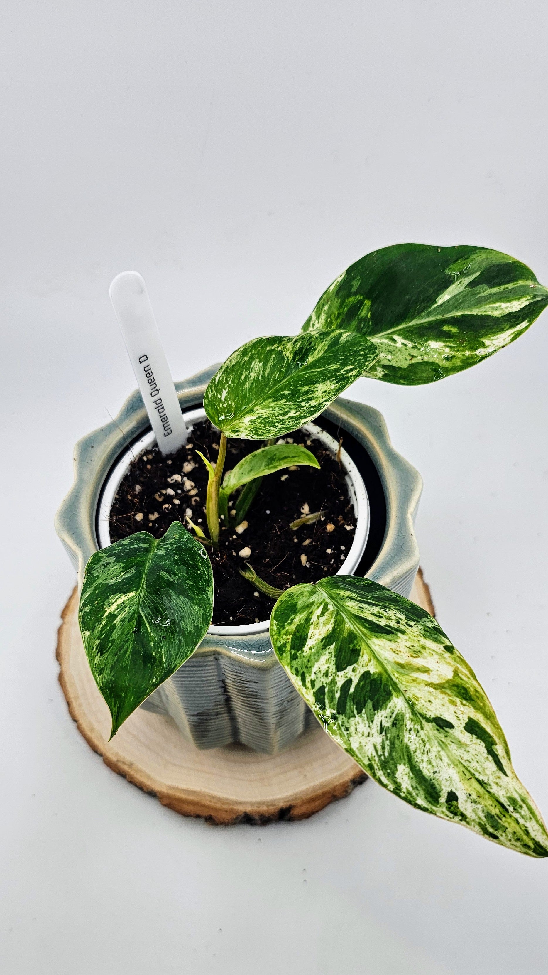 Philodendron Emerald Queen (D)