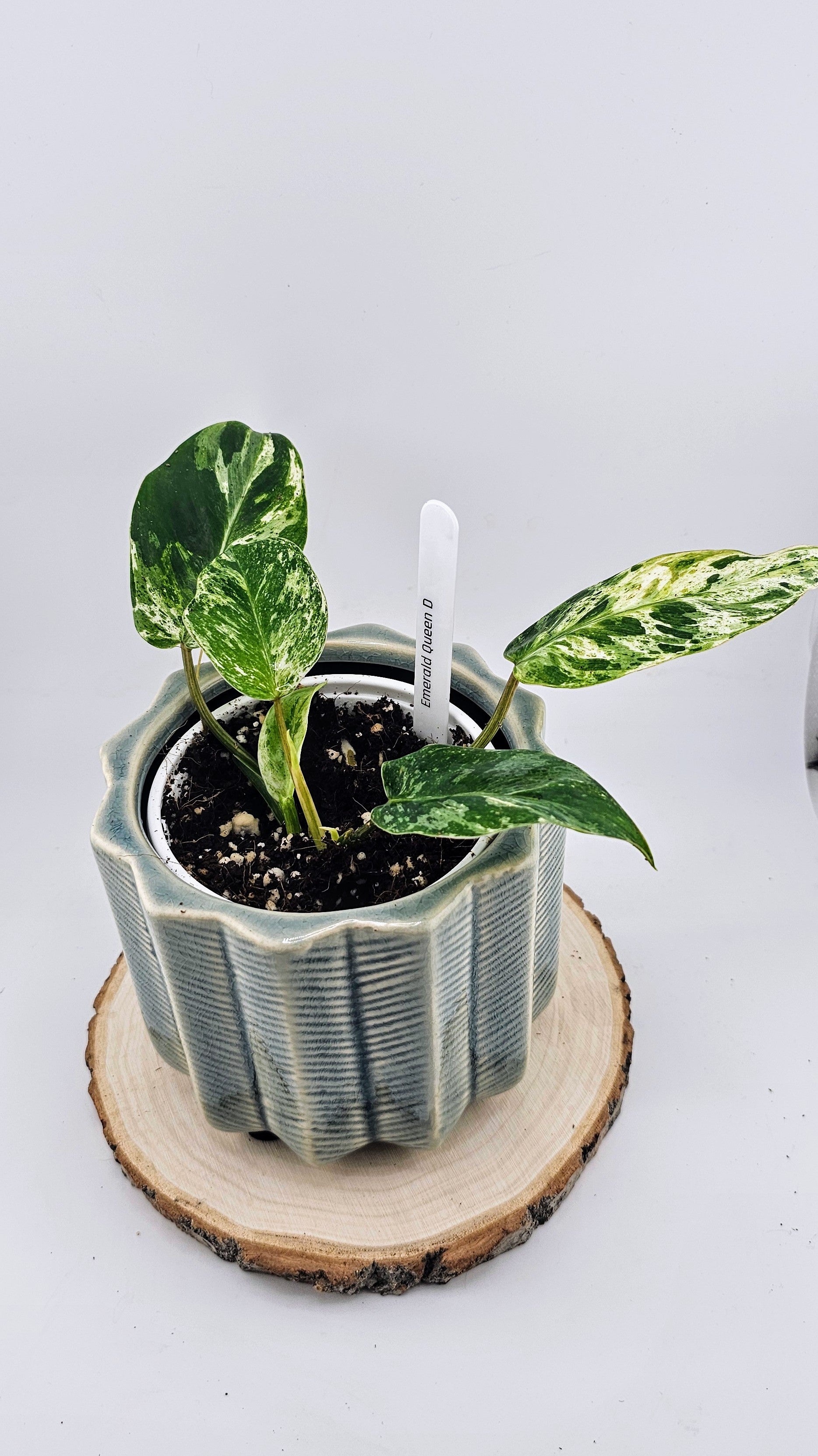 Philodendron Emerald Queen (D)