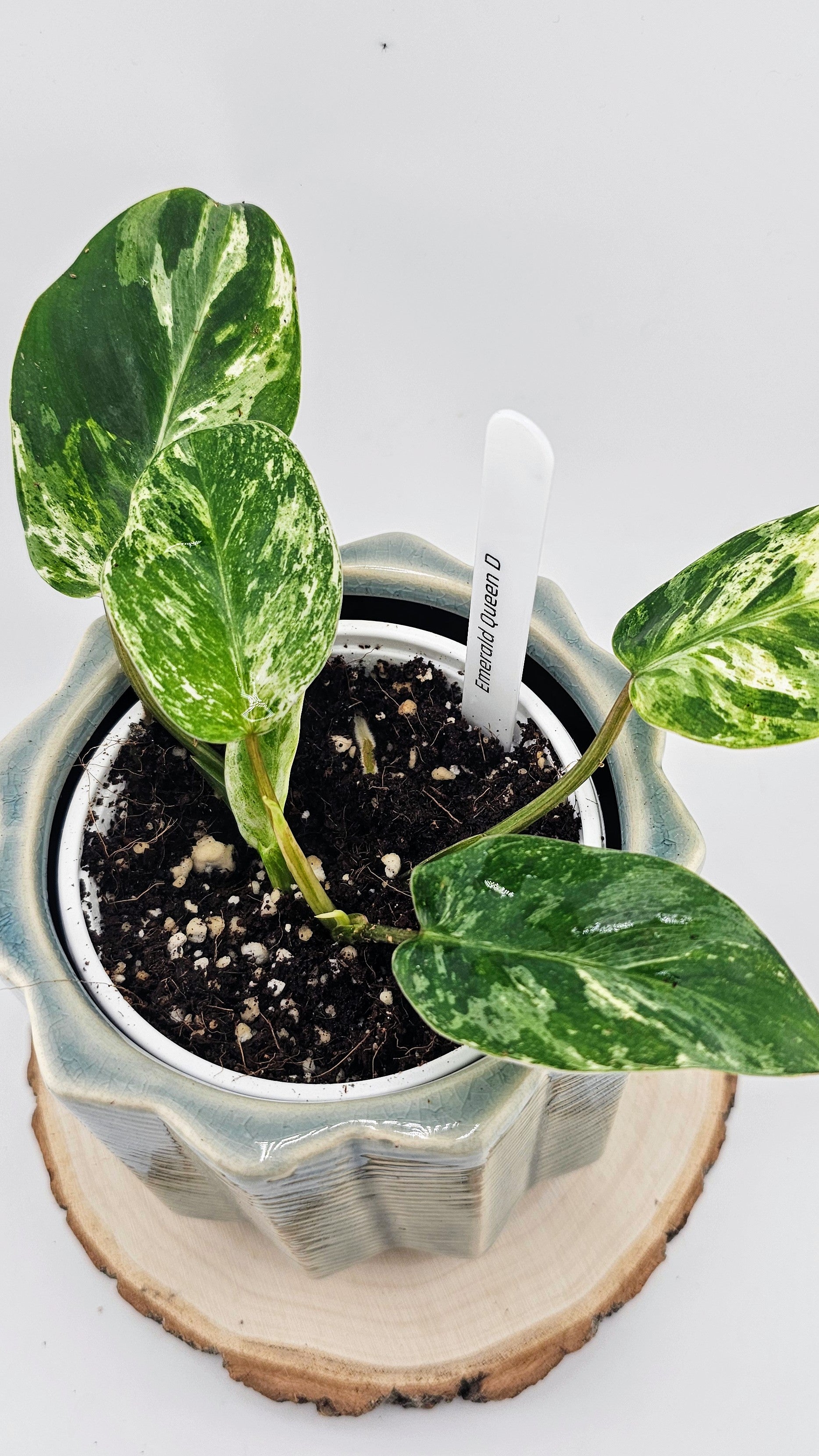 Philodendron Emerald Queen (D)