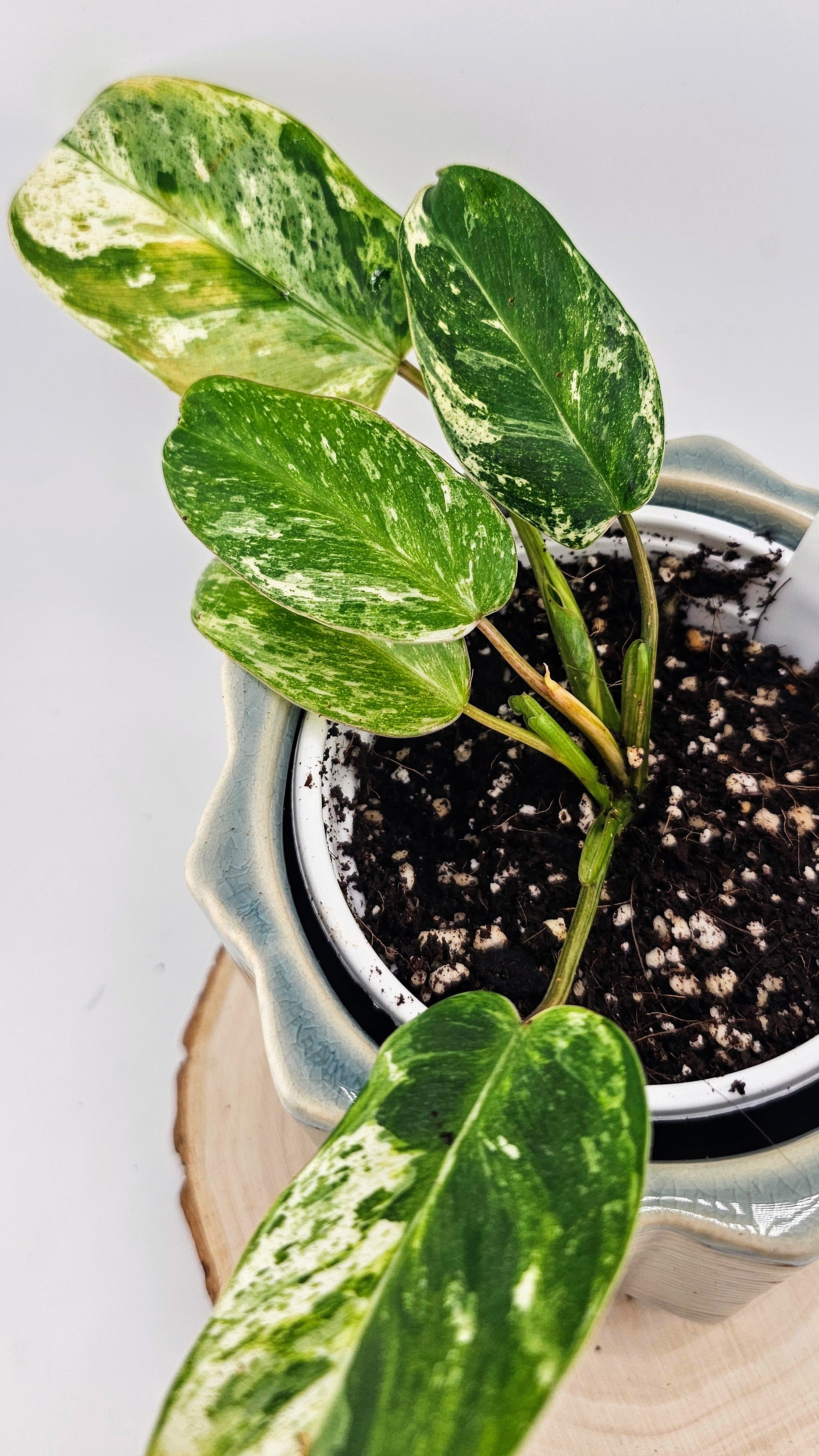 Philodendron Emerald Queen E