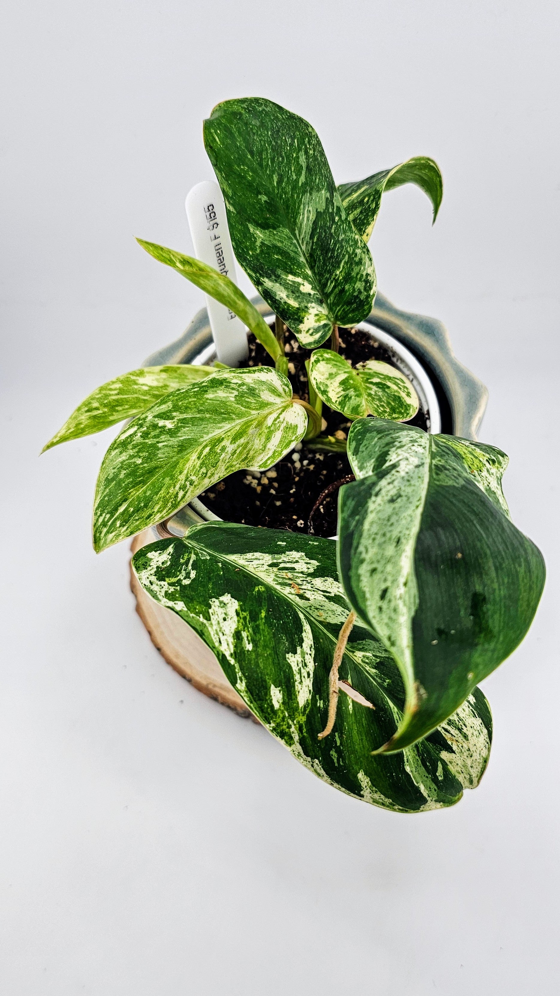 Philodendron Emerald Queen F