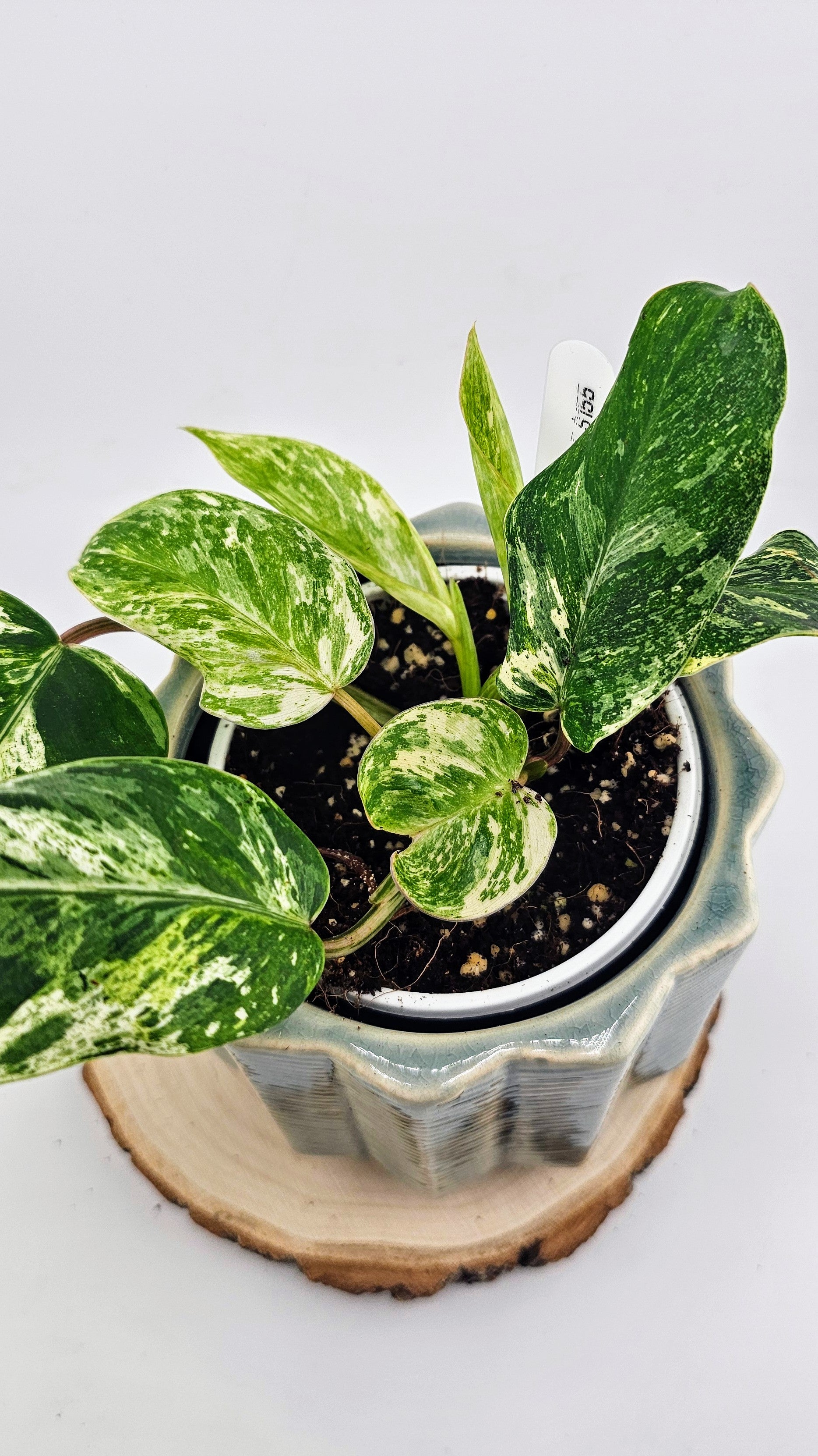 Philodendron Emerald Queen F