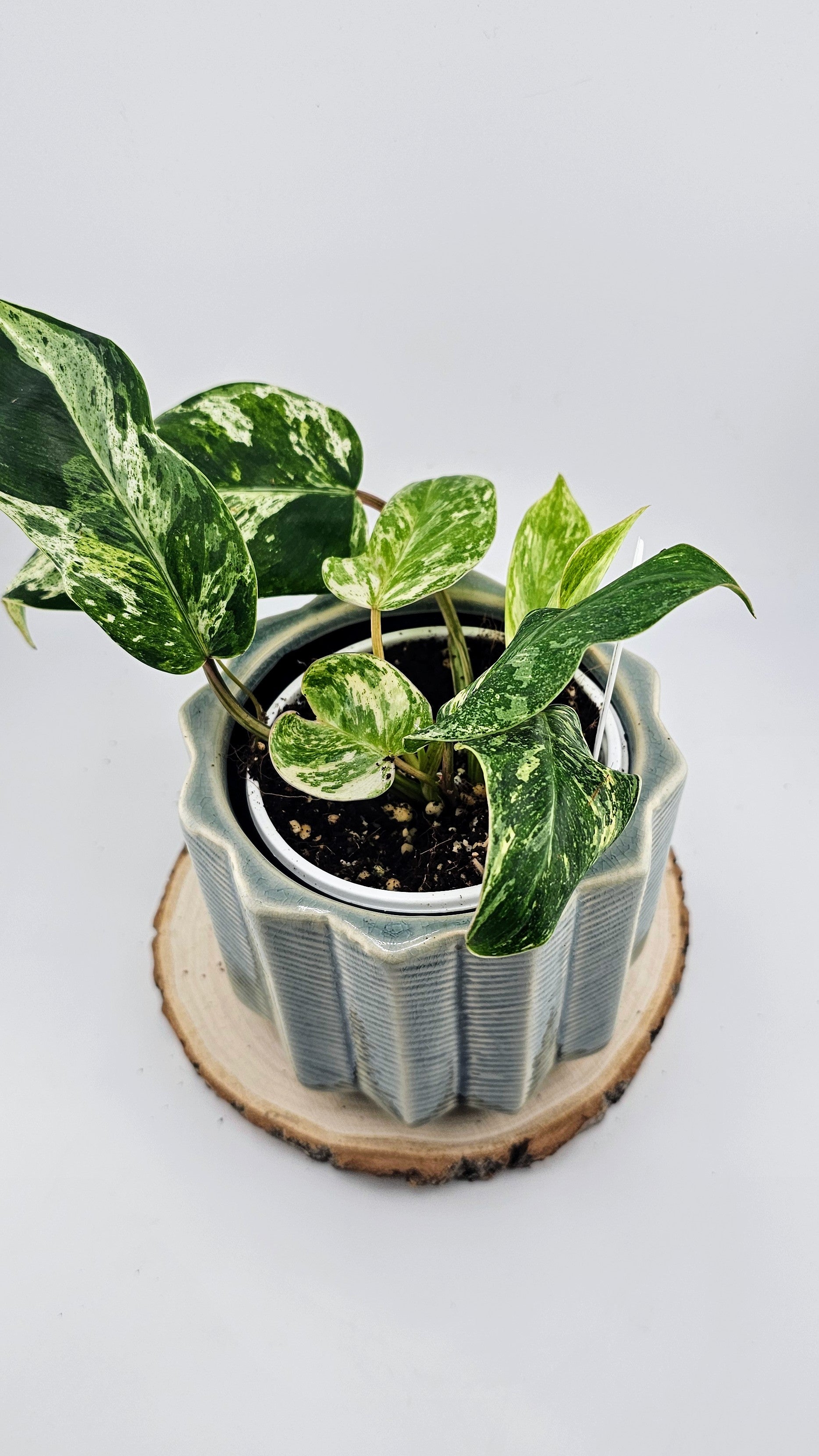 Philodendron Emerald Queen F