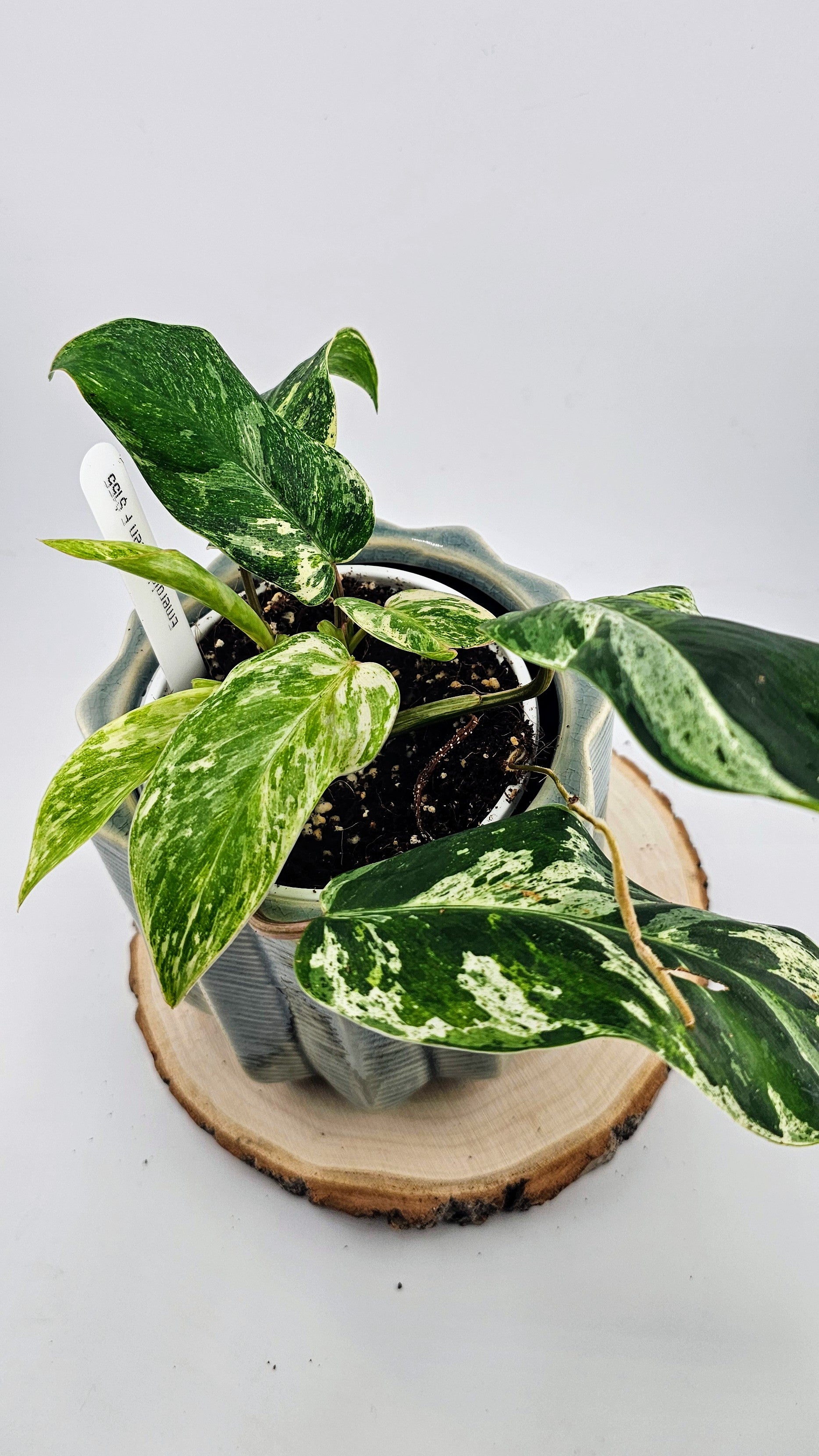 Philodendron Emerald Queen F