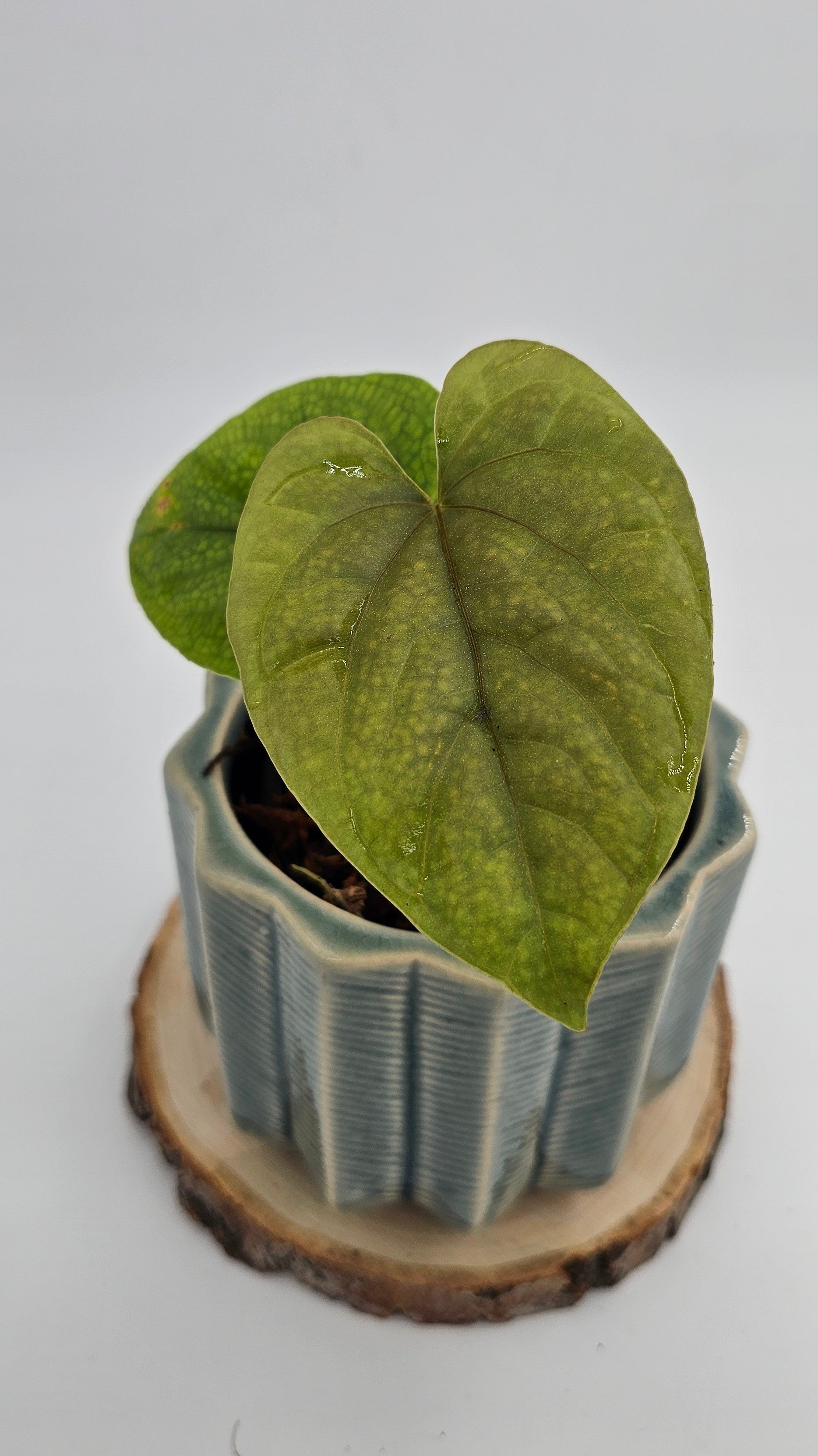 Anthurium Debilis (WA 35)