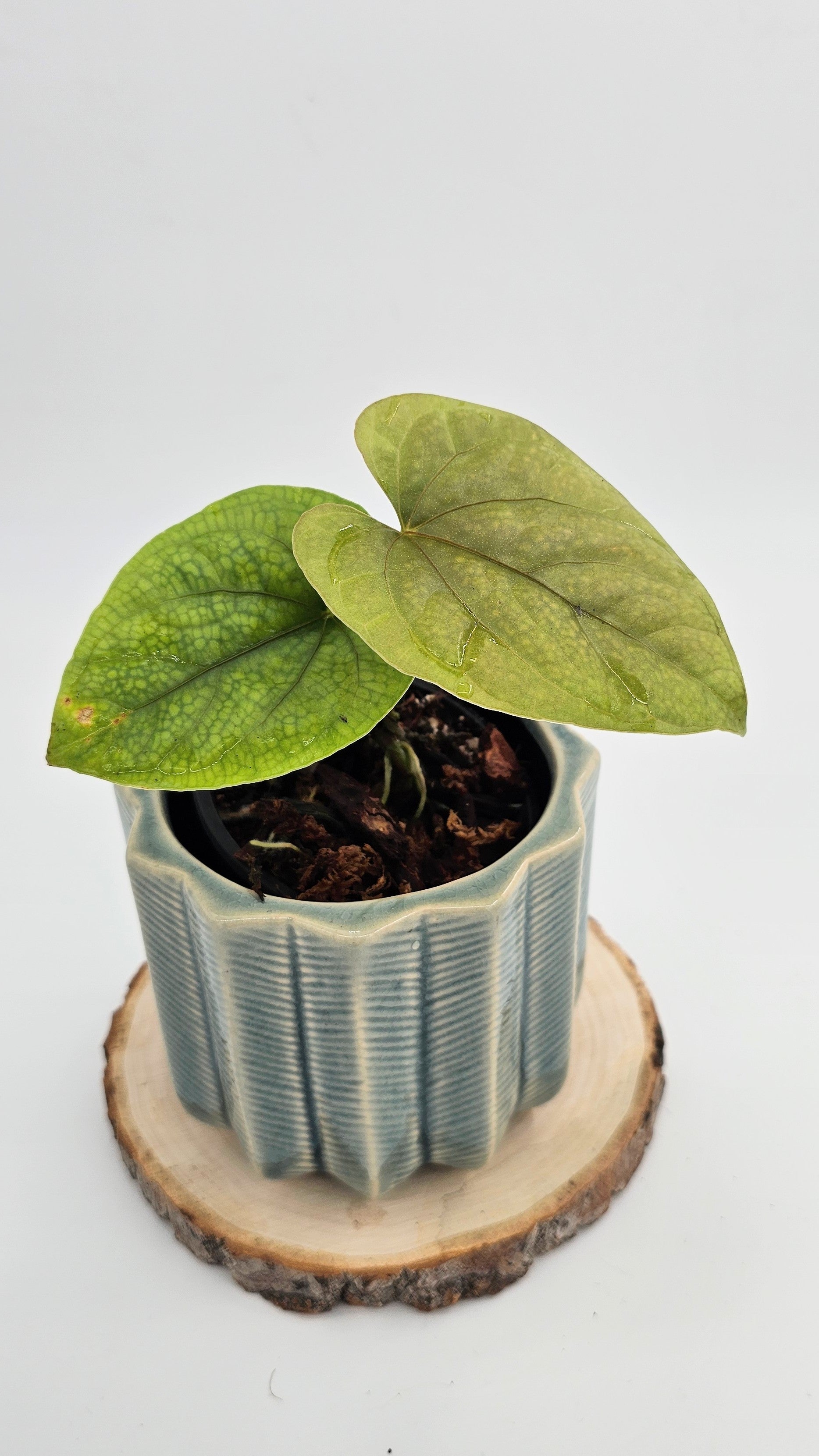 Anthurium Debilis (WA 35)