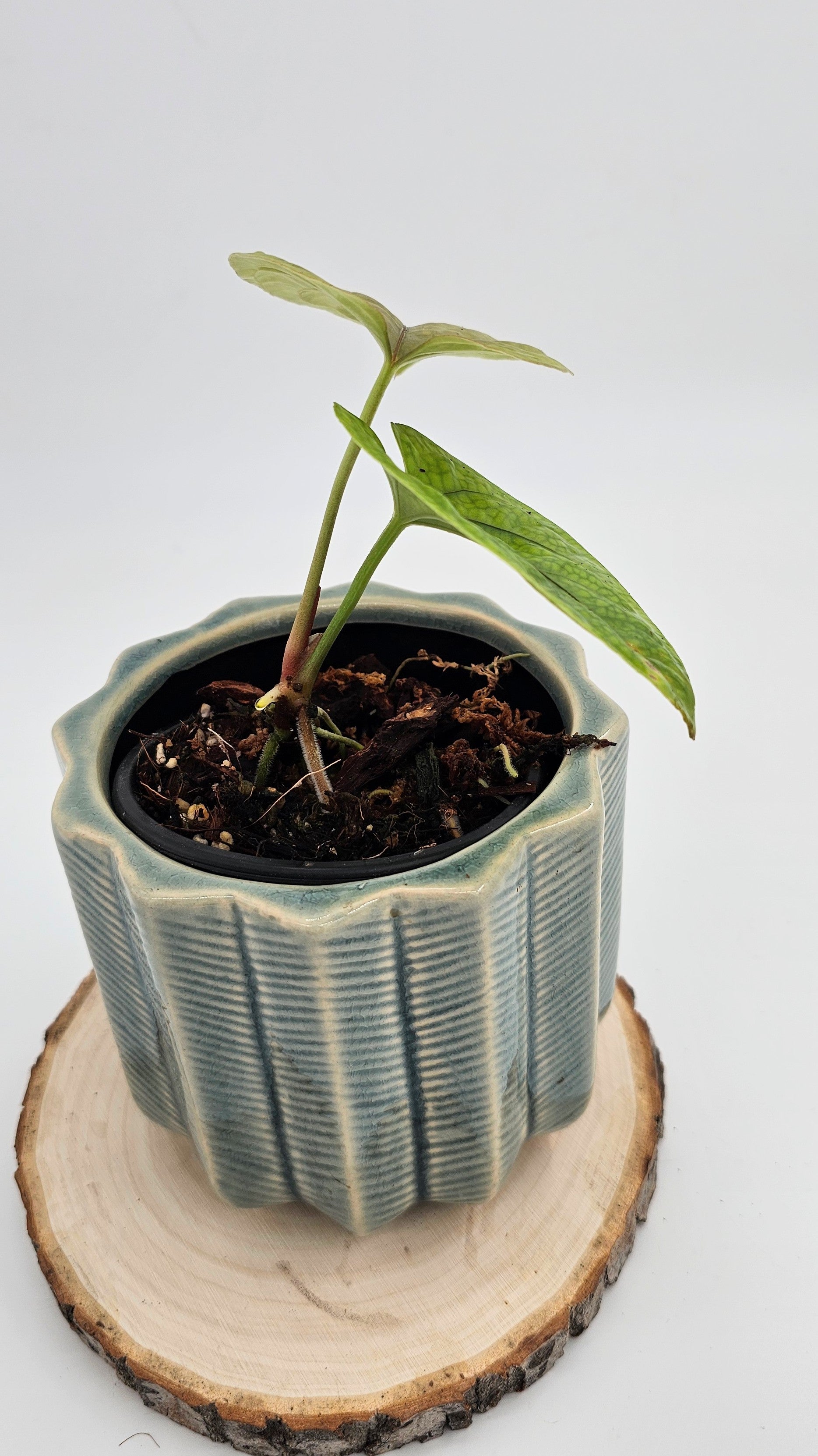 Anthurium Debilis (WA 35)