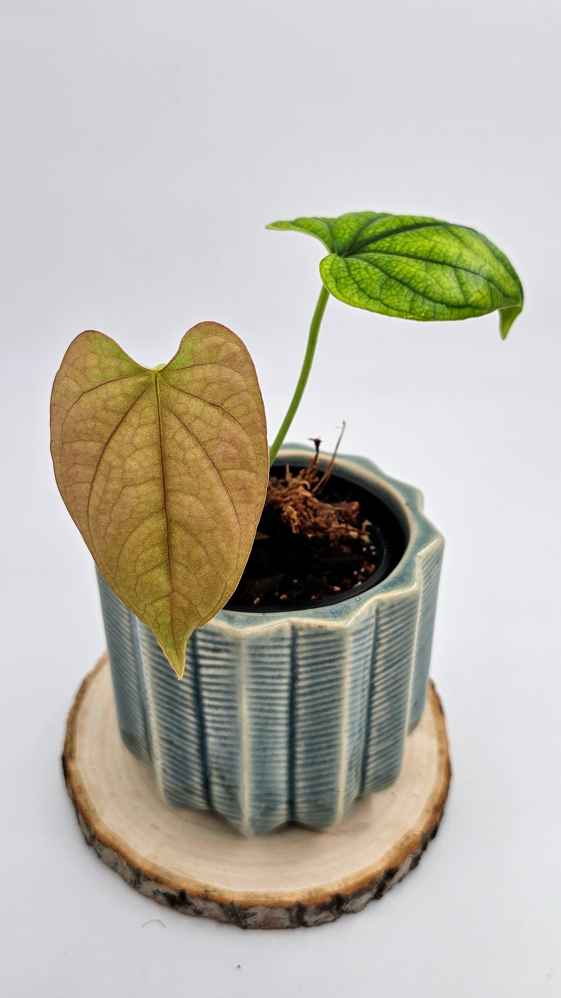 Anthurium Debilis (WA 36)