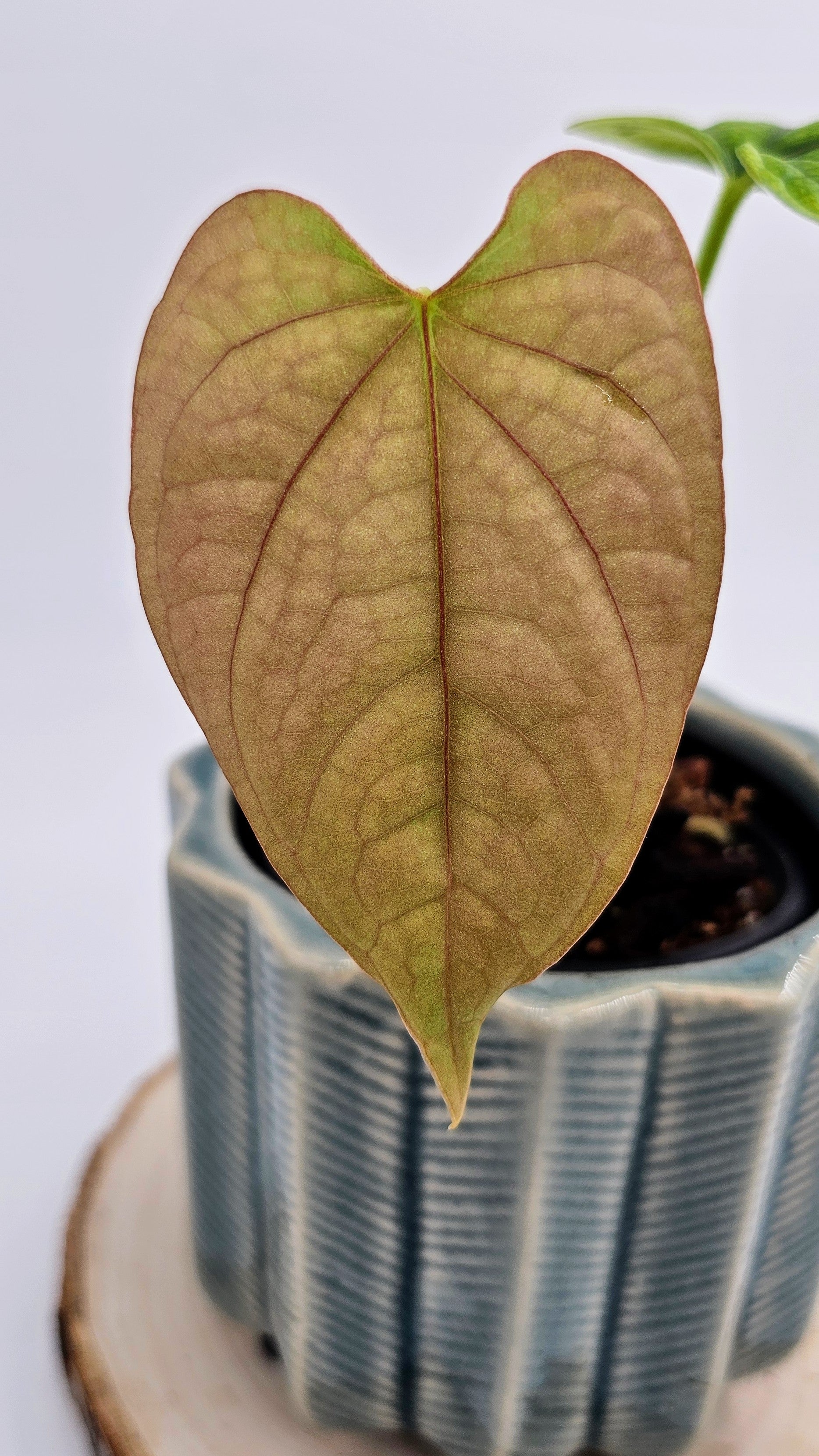 Anthurium Debilis (WA 36)