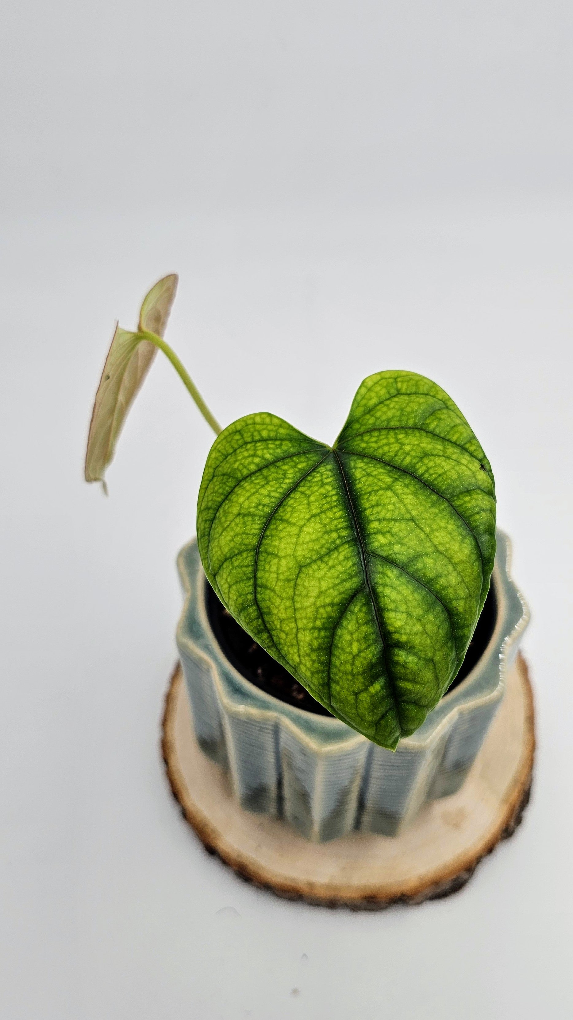 Anthurium Debilis (WA 36)