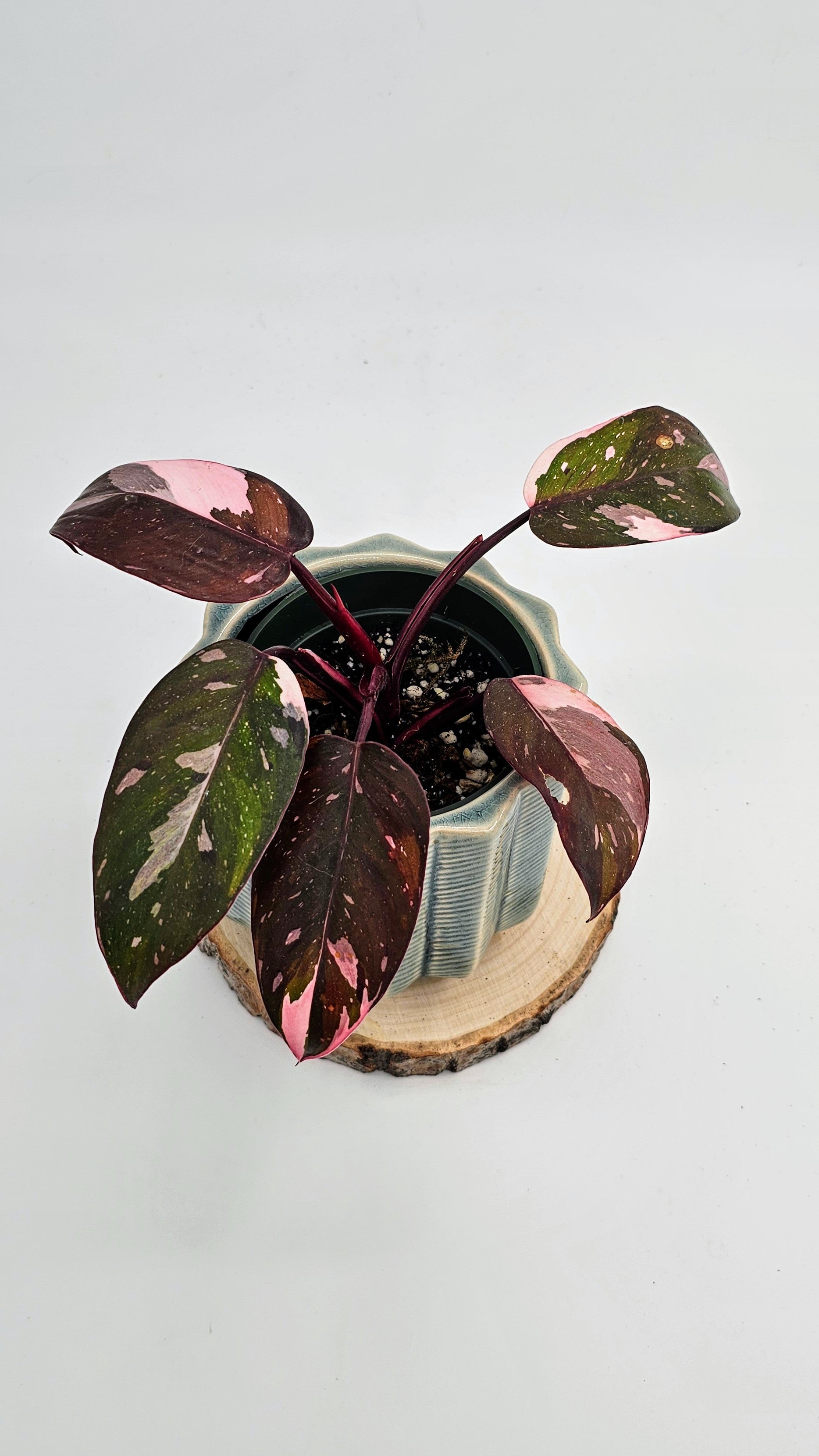 Philodendron Red Anderson (WP 01)
