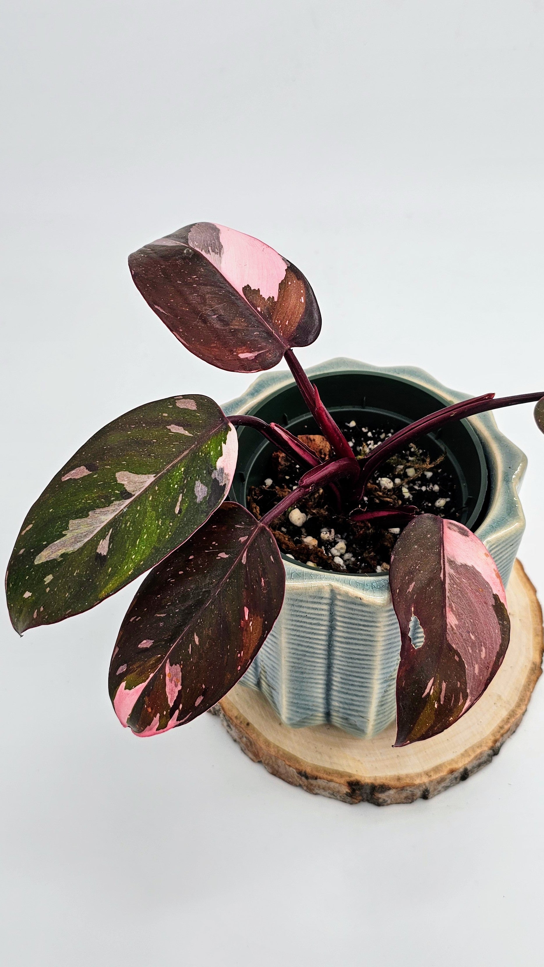 Philodendron Red Anderson (WP 01)