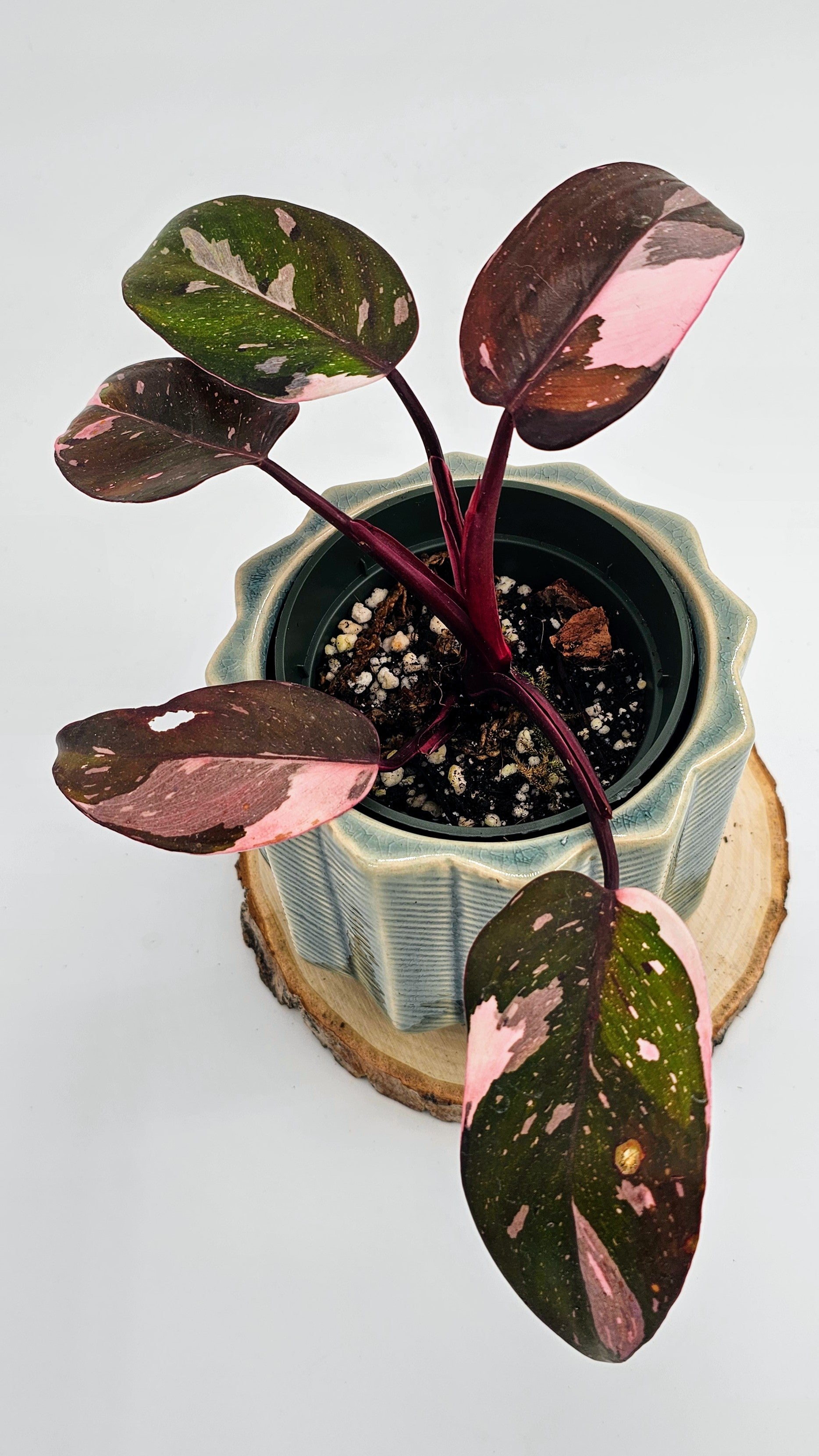 Philodendron Red Anderson (WP 01)