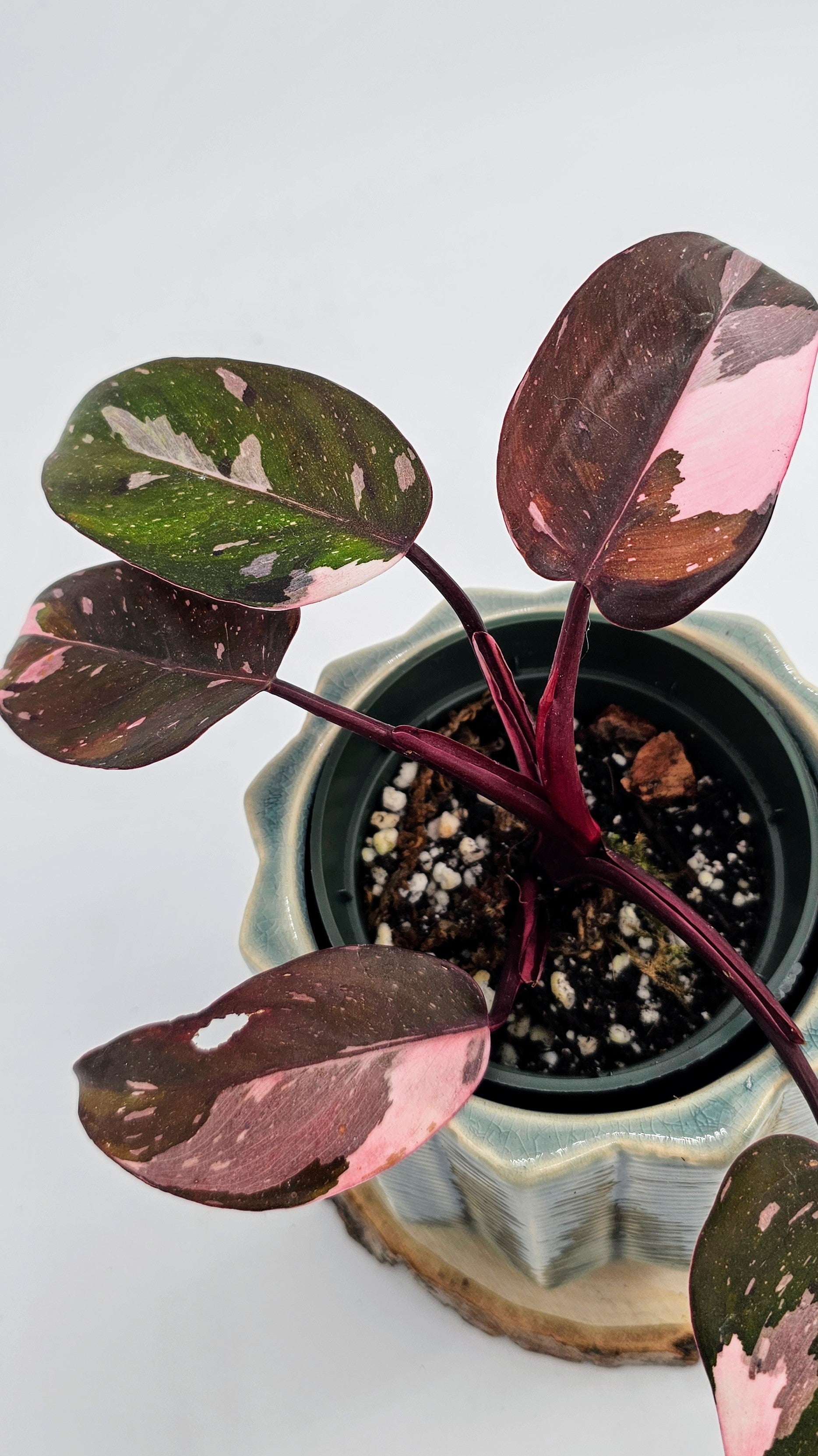 Philodendron Red Anderson (WP 01)