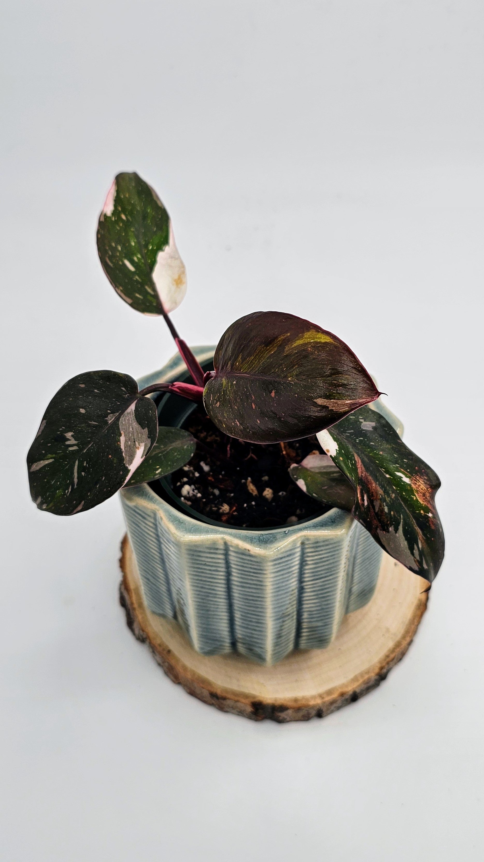 Philodendron Red Anderson (WP 02)