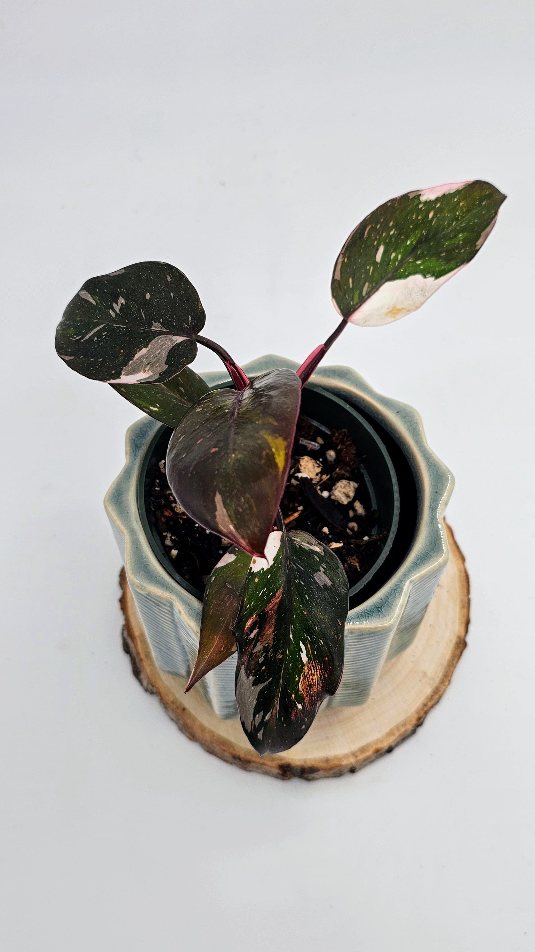 Philodendron Red Anderson (WP 02)