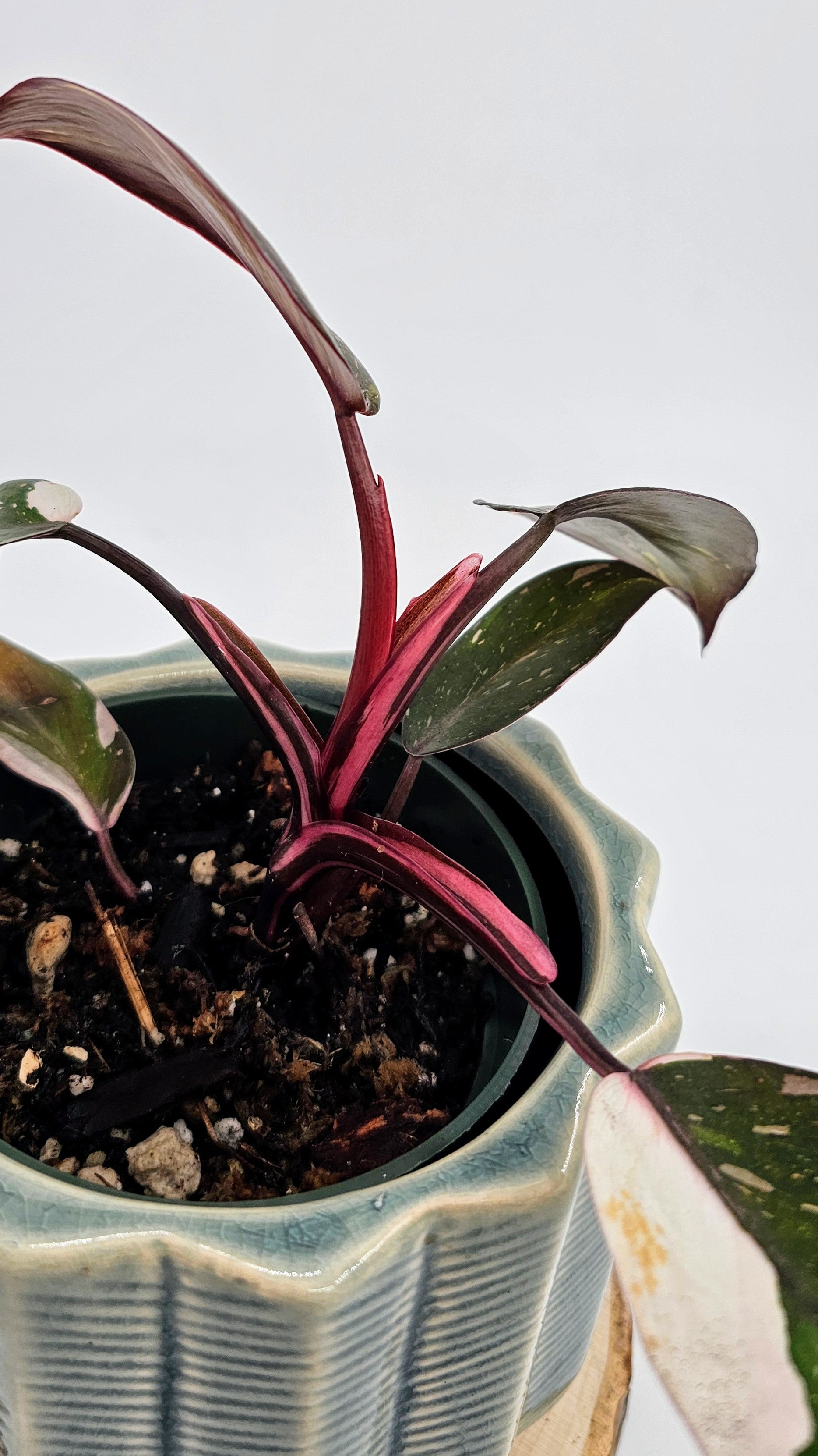 Philodendron Red Anderson (WP 02)