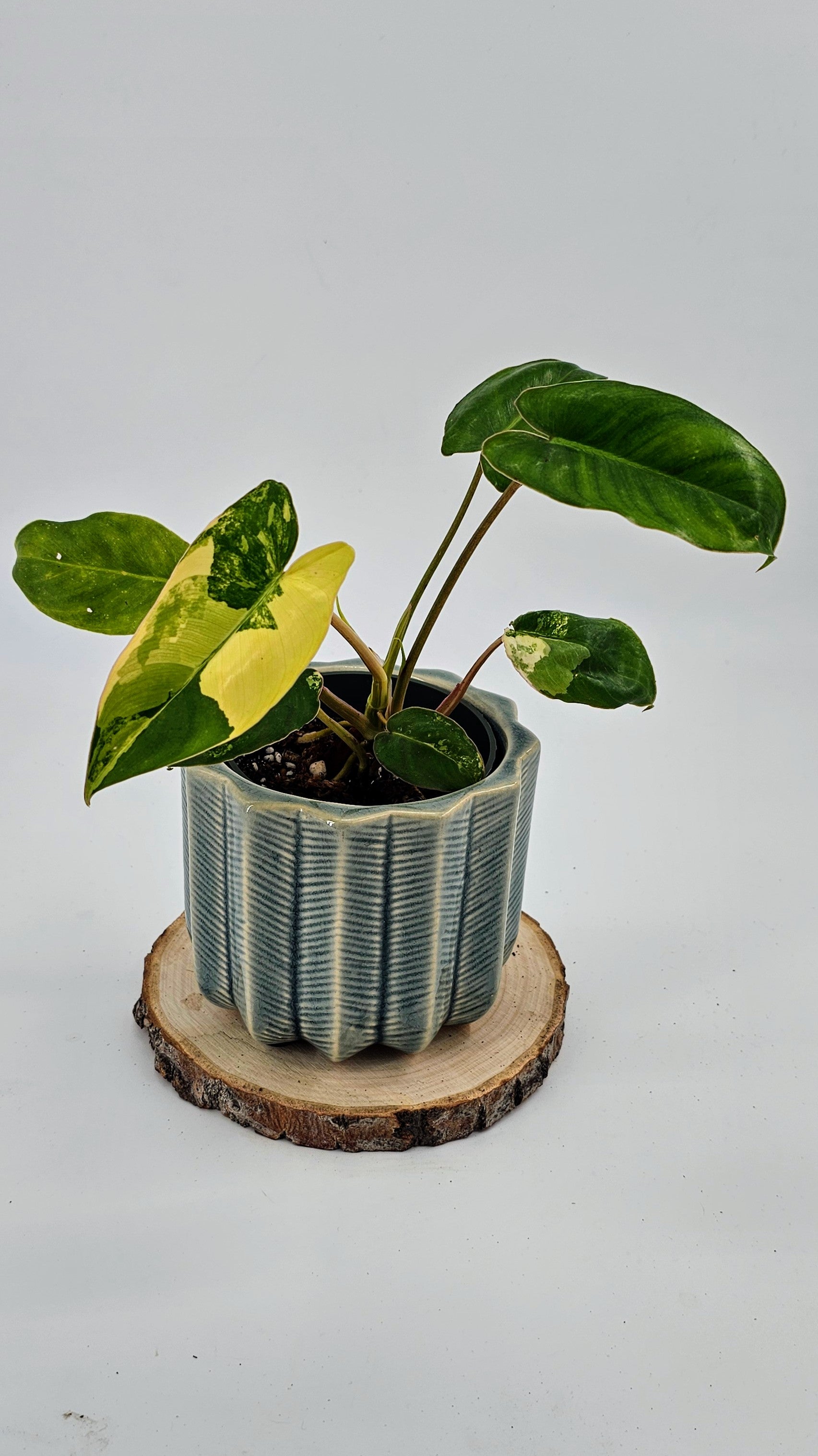 Philodendron Burlemarx Variegated (WP 03)