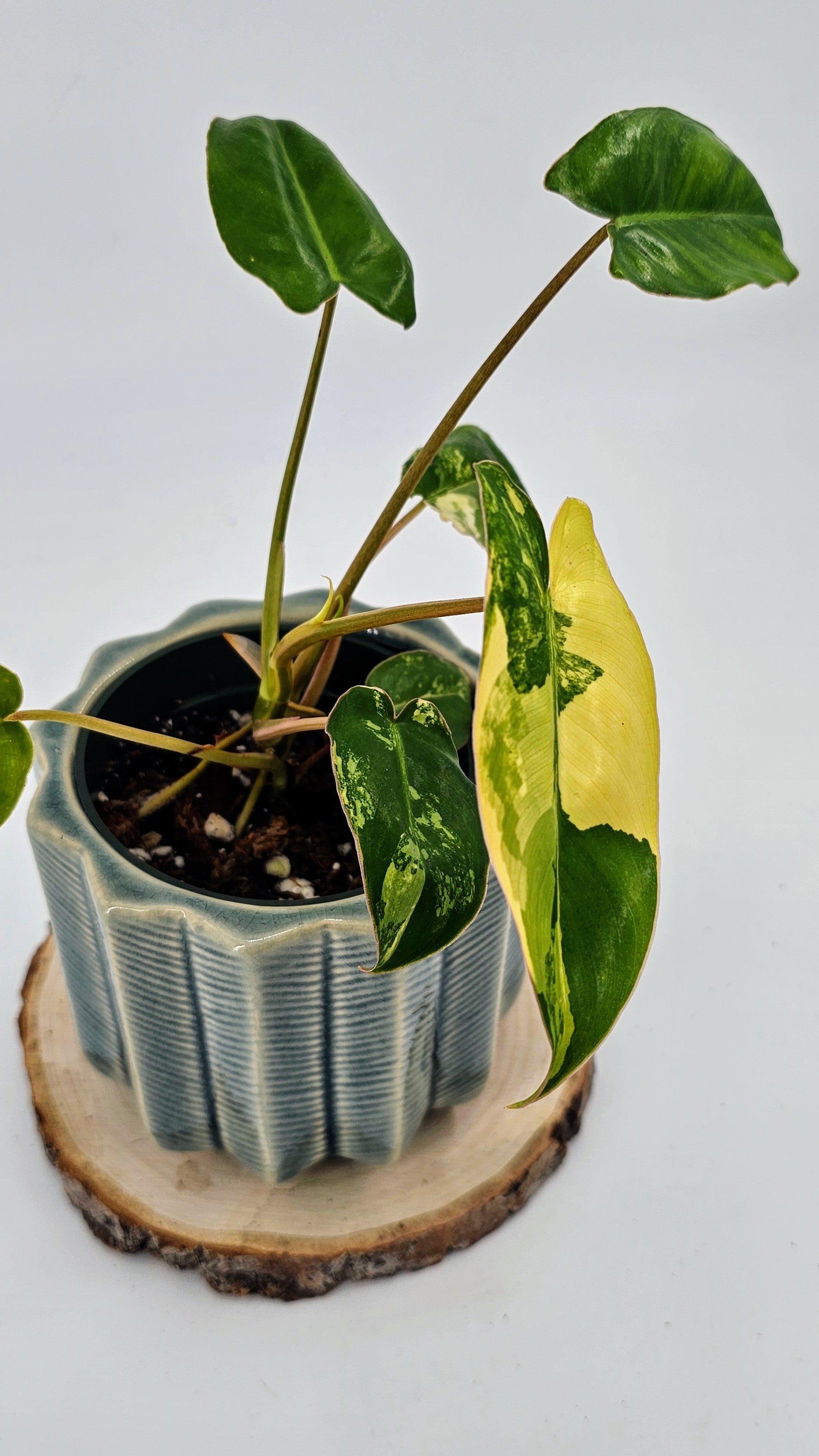 Philodendron Burlemarx Variegated (WP 03)