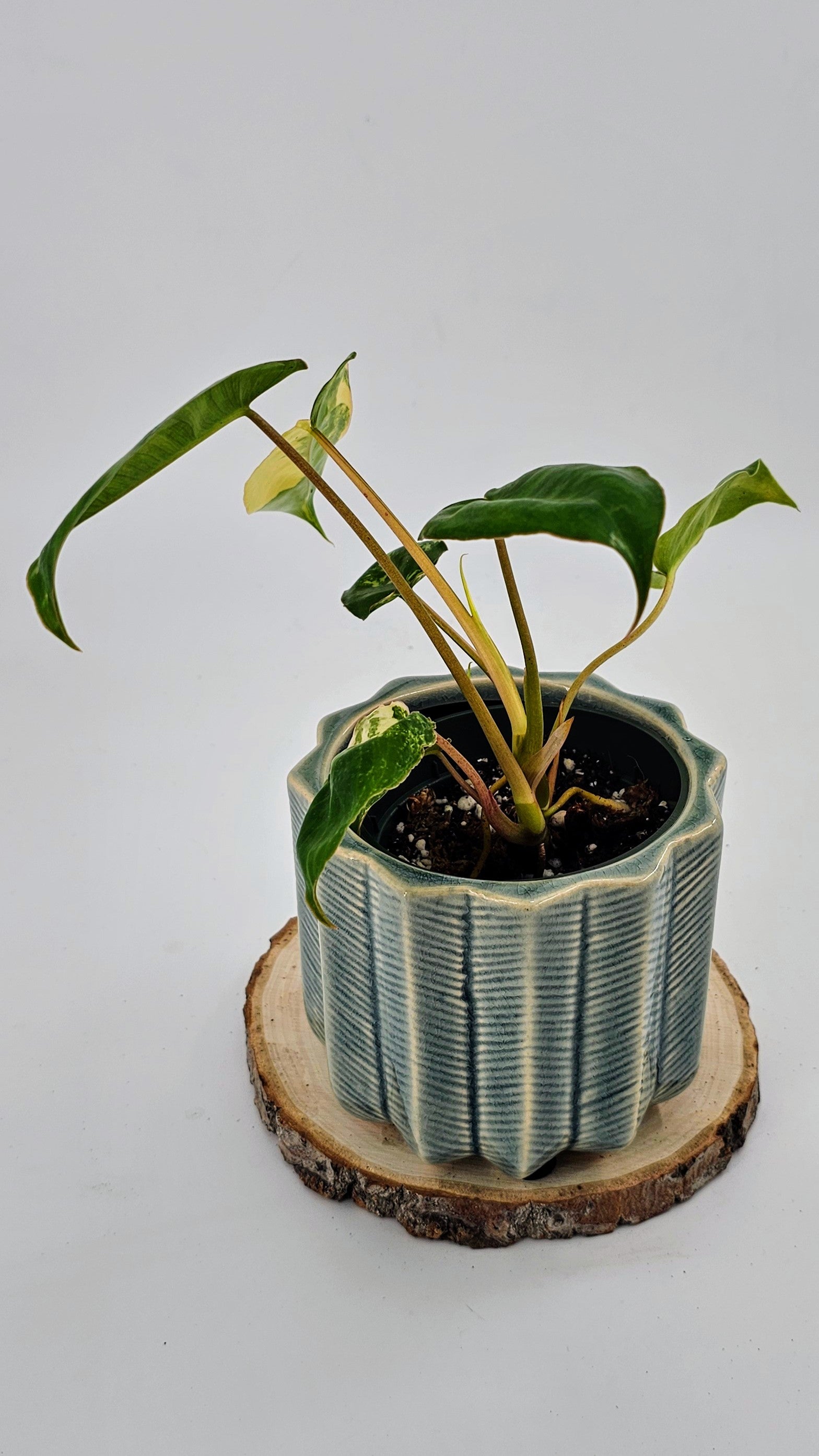 Philodendron Burlemarx Variegated (WP 03)