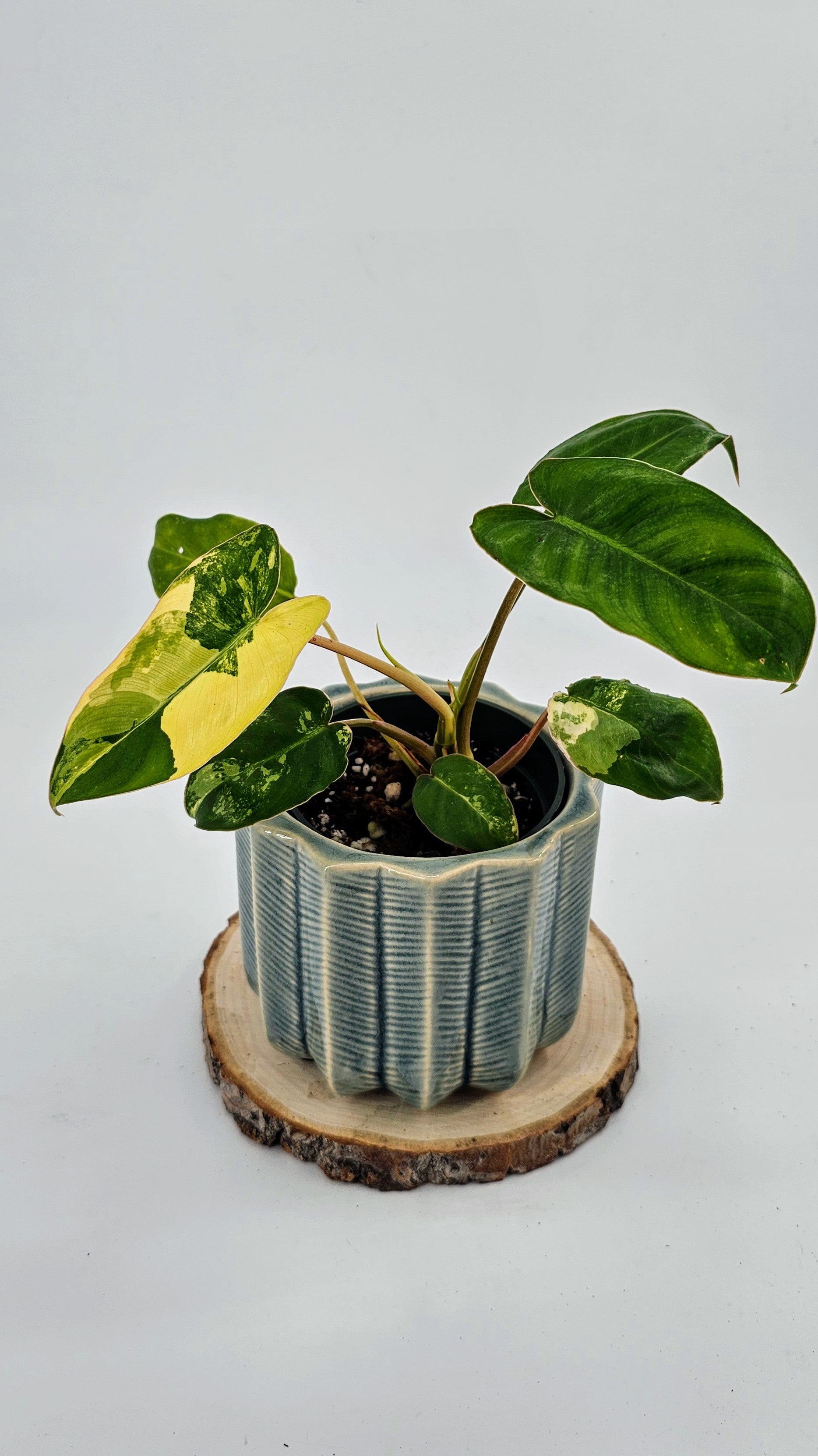Philodendron Burlemarx Variegated (WP 03)
