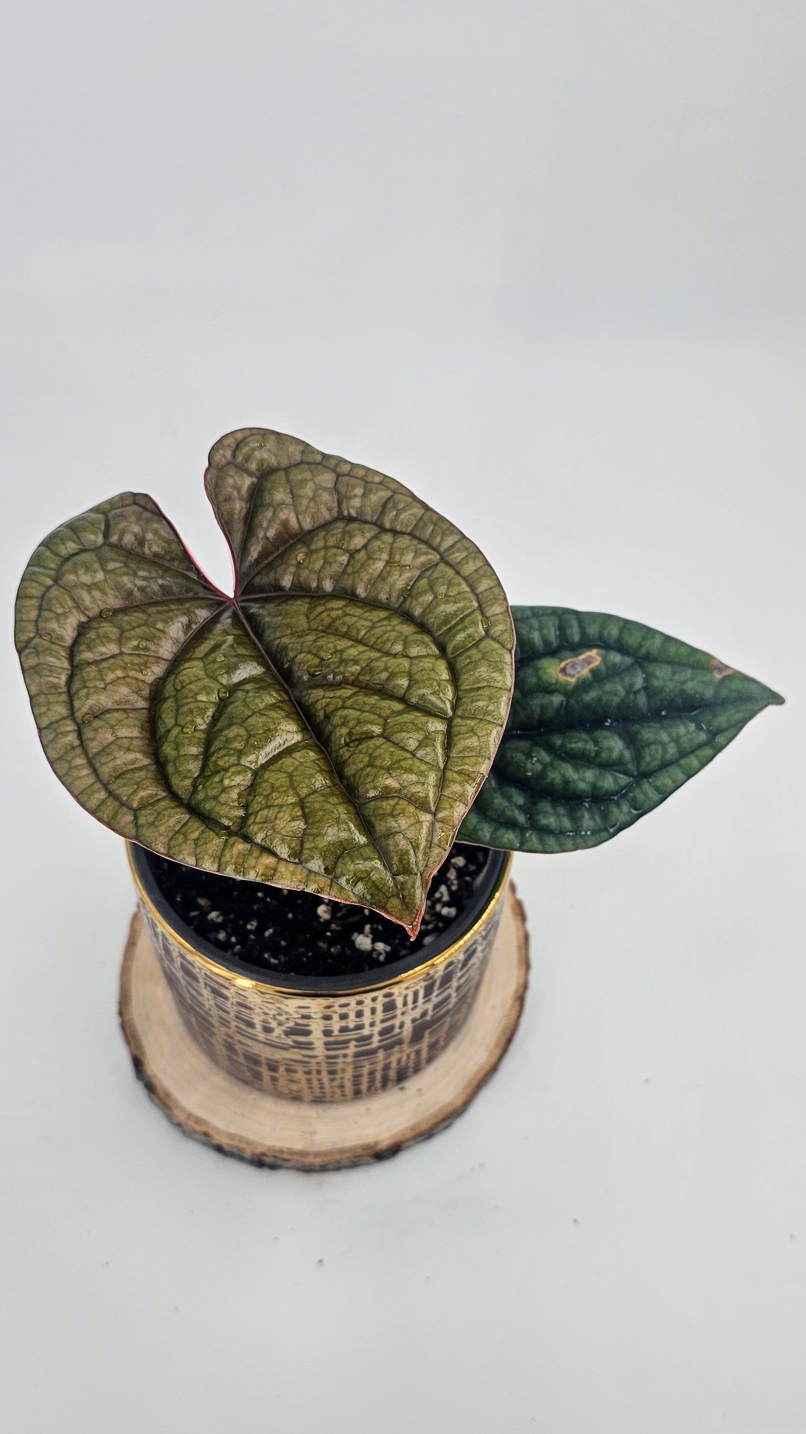 Anthurium Luxurians (WA 61)