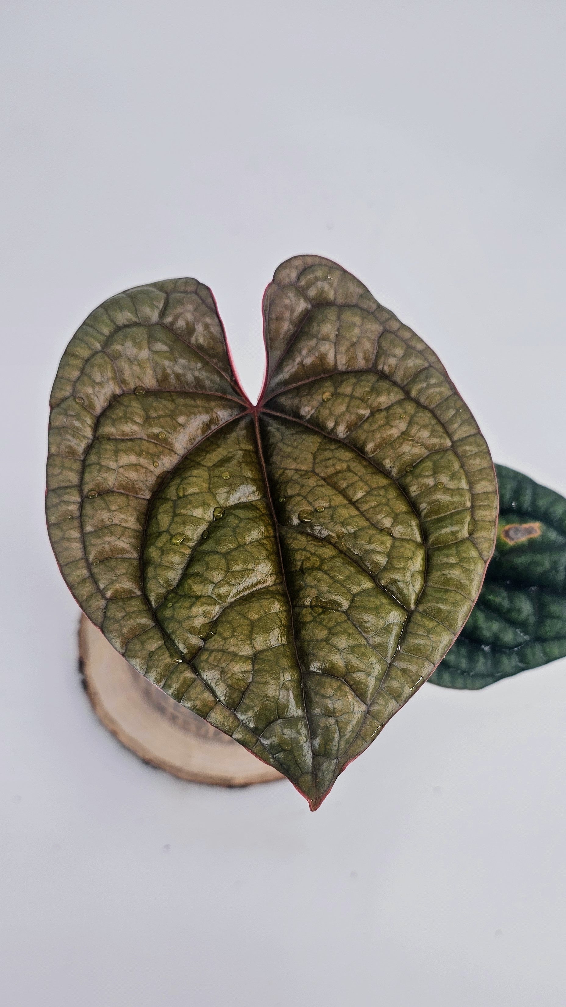 Anthurium Luxurians (WA 61)