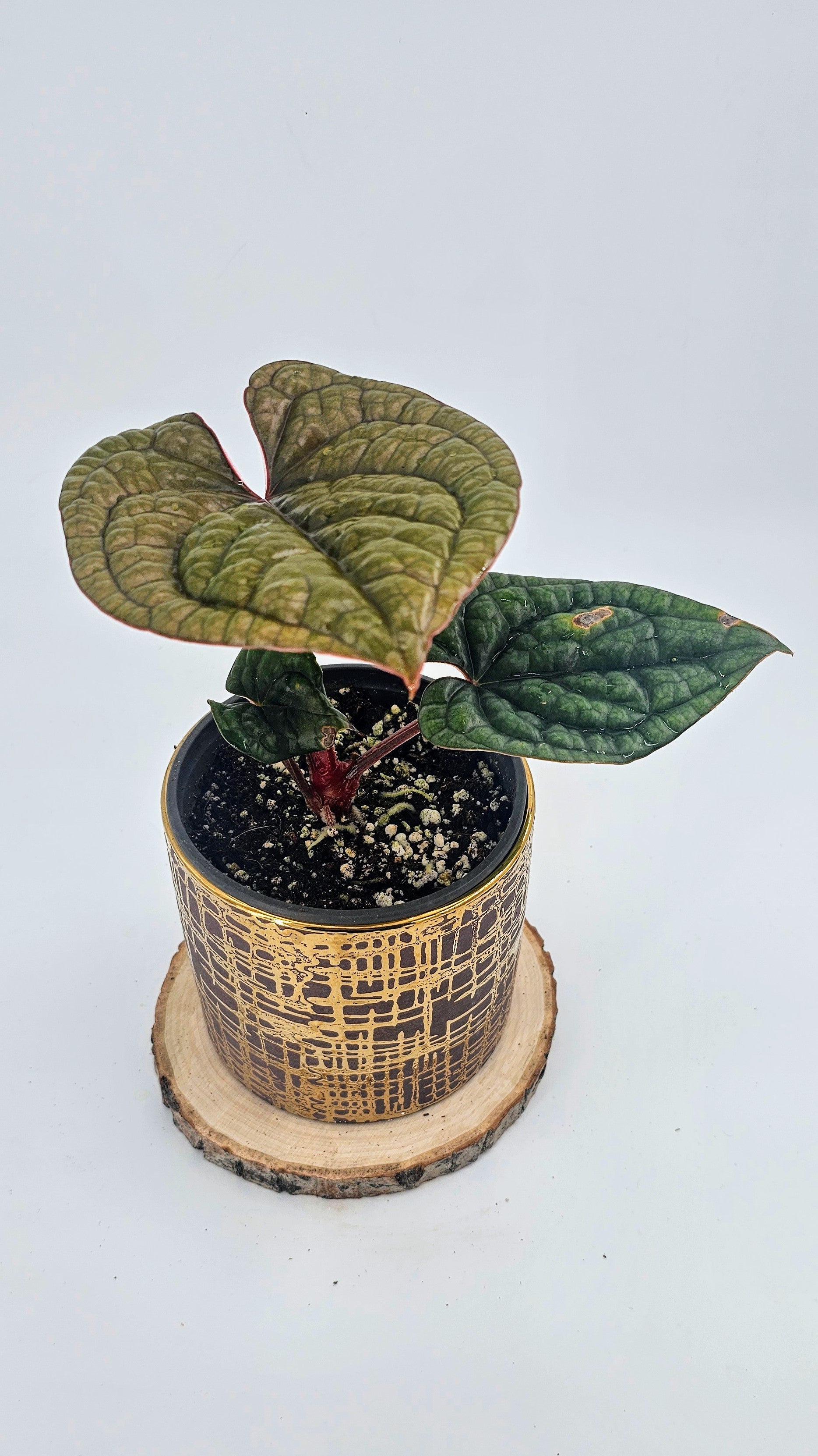 Anthurium Luxurians (WA 61)