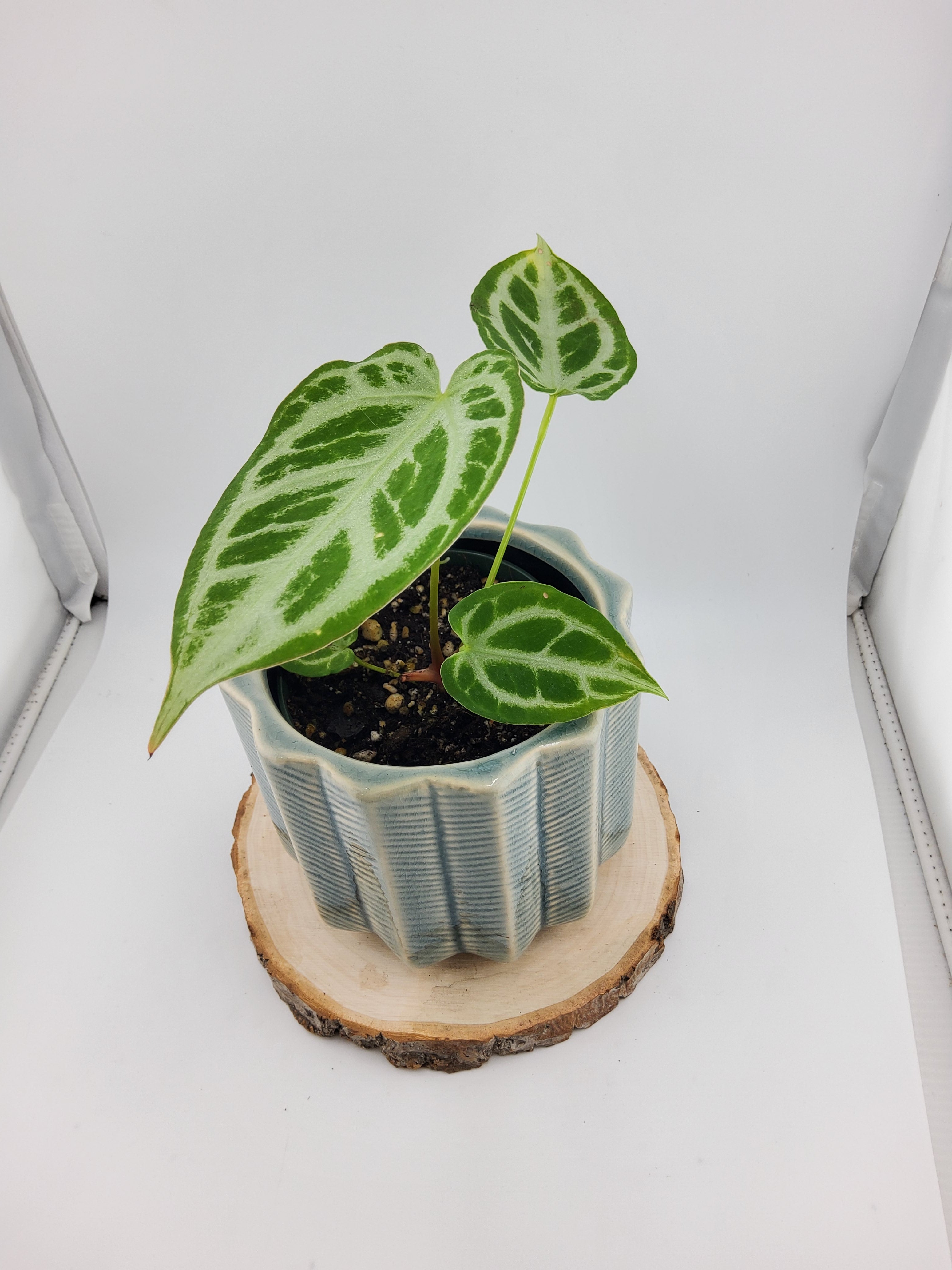 Anthurium Crystal Hope (WA46)