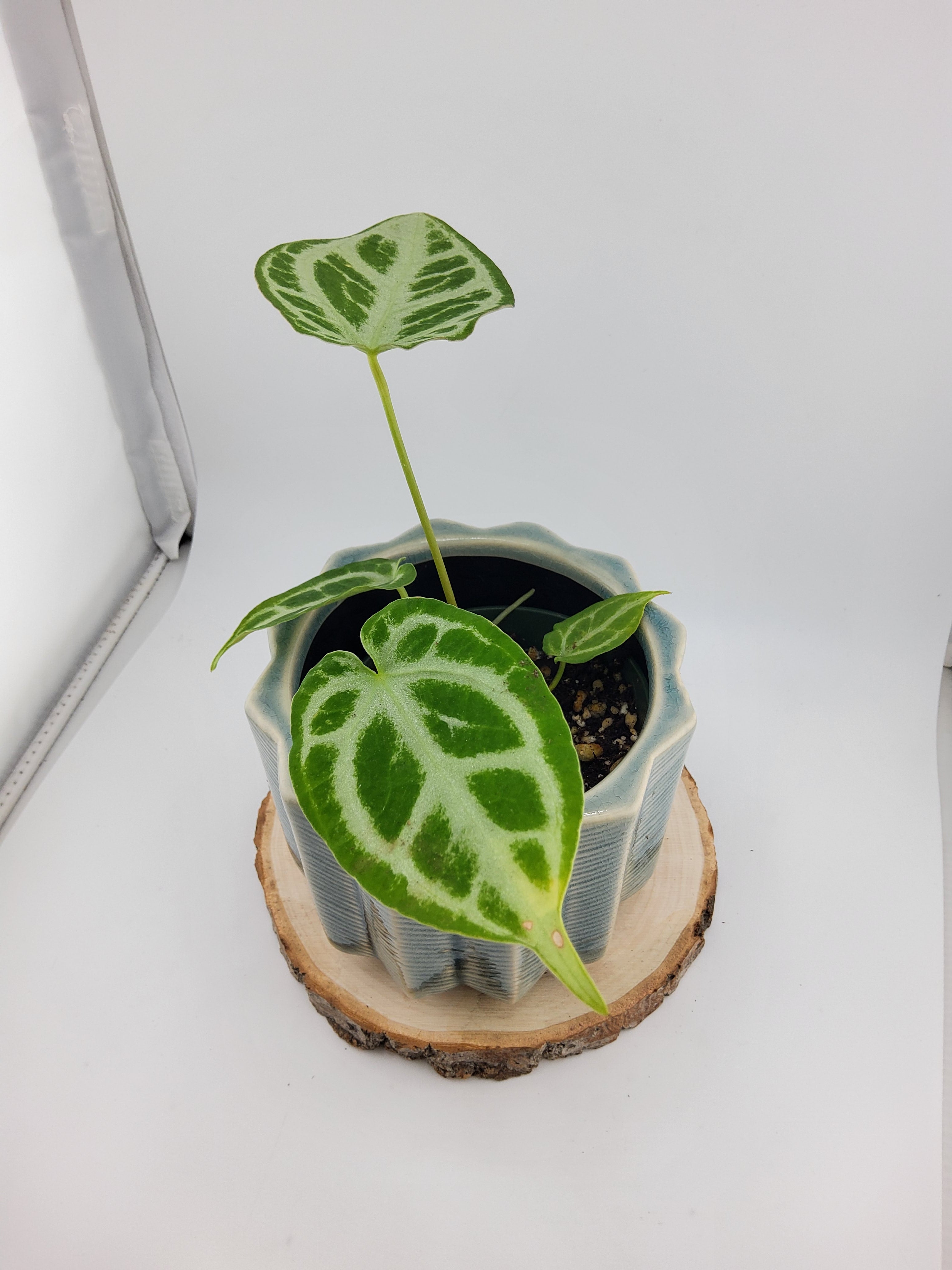 Anthurium Crystal Hope (WA46)