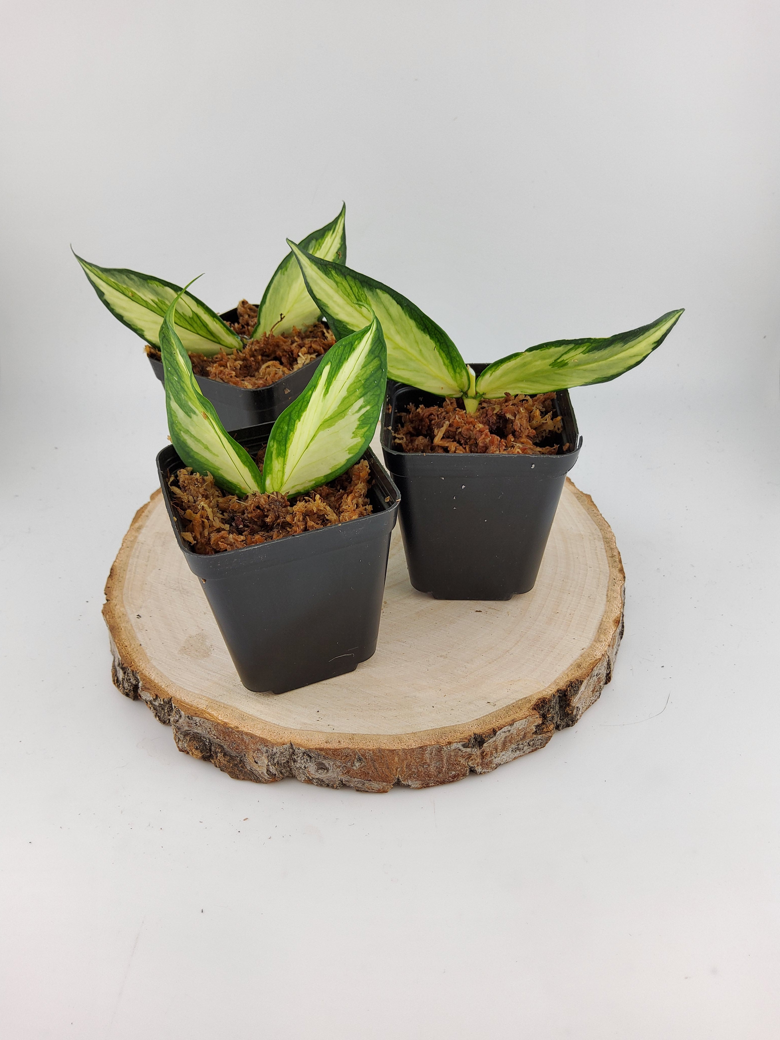 Hoya Polynera Inner Variegated Cutting