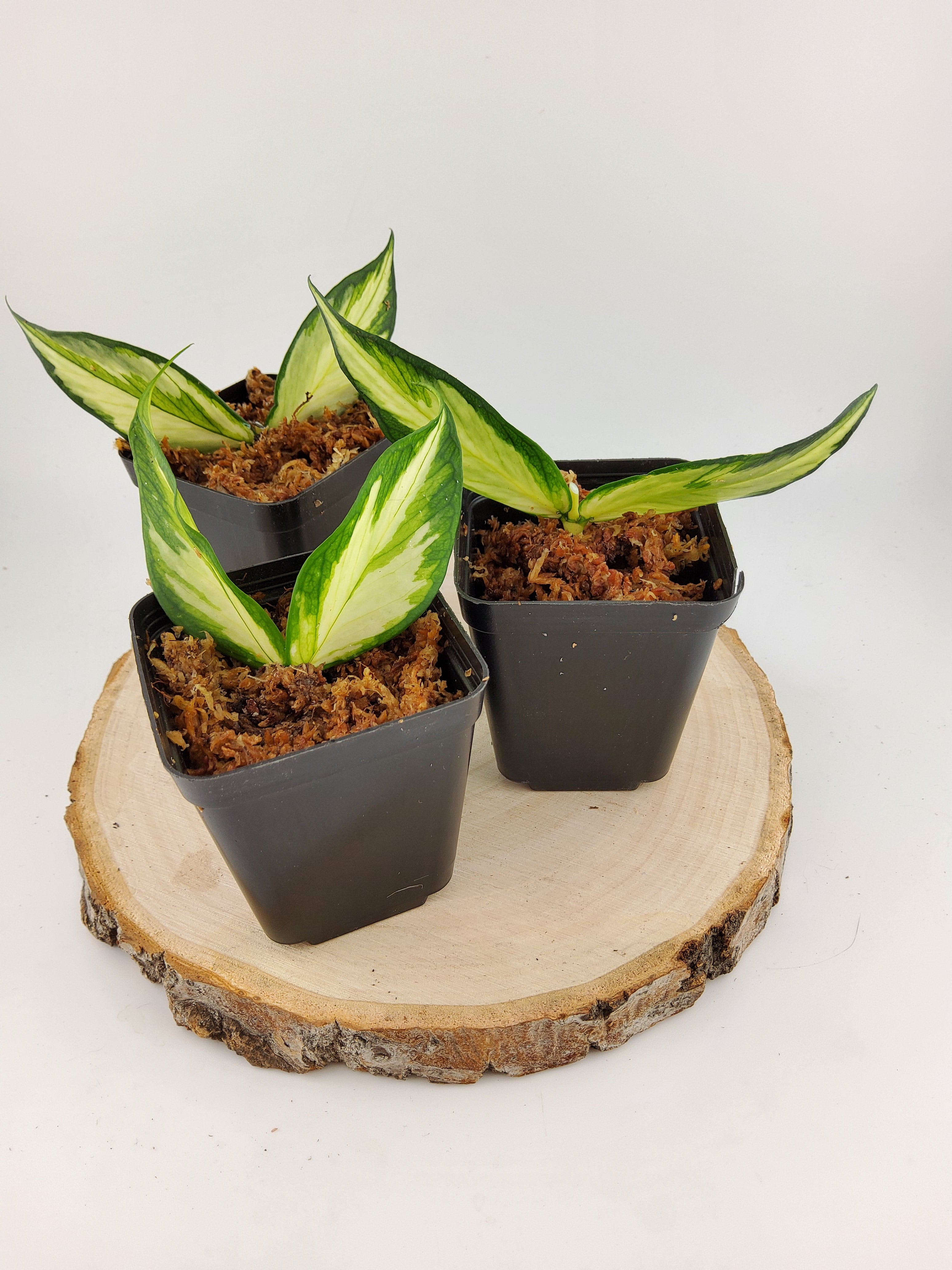 Hoya Polynera Inner Variegated Cutting