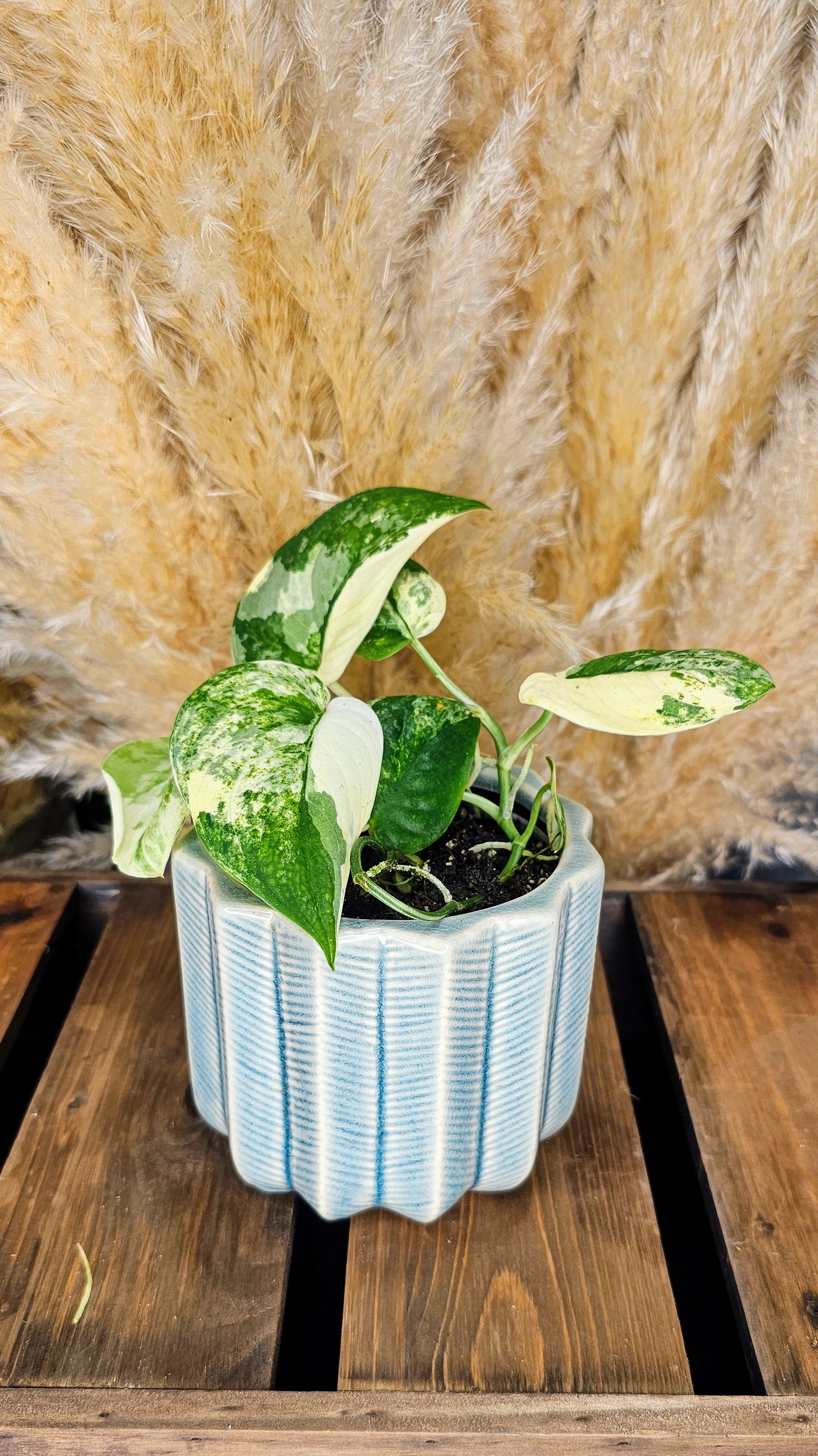 Scindapsus Mangurai 4" W11