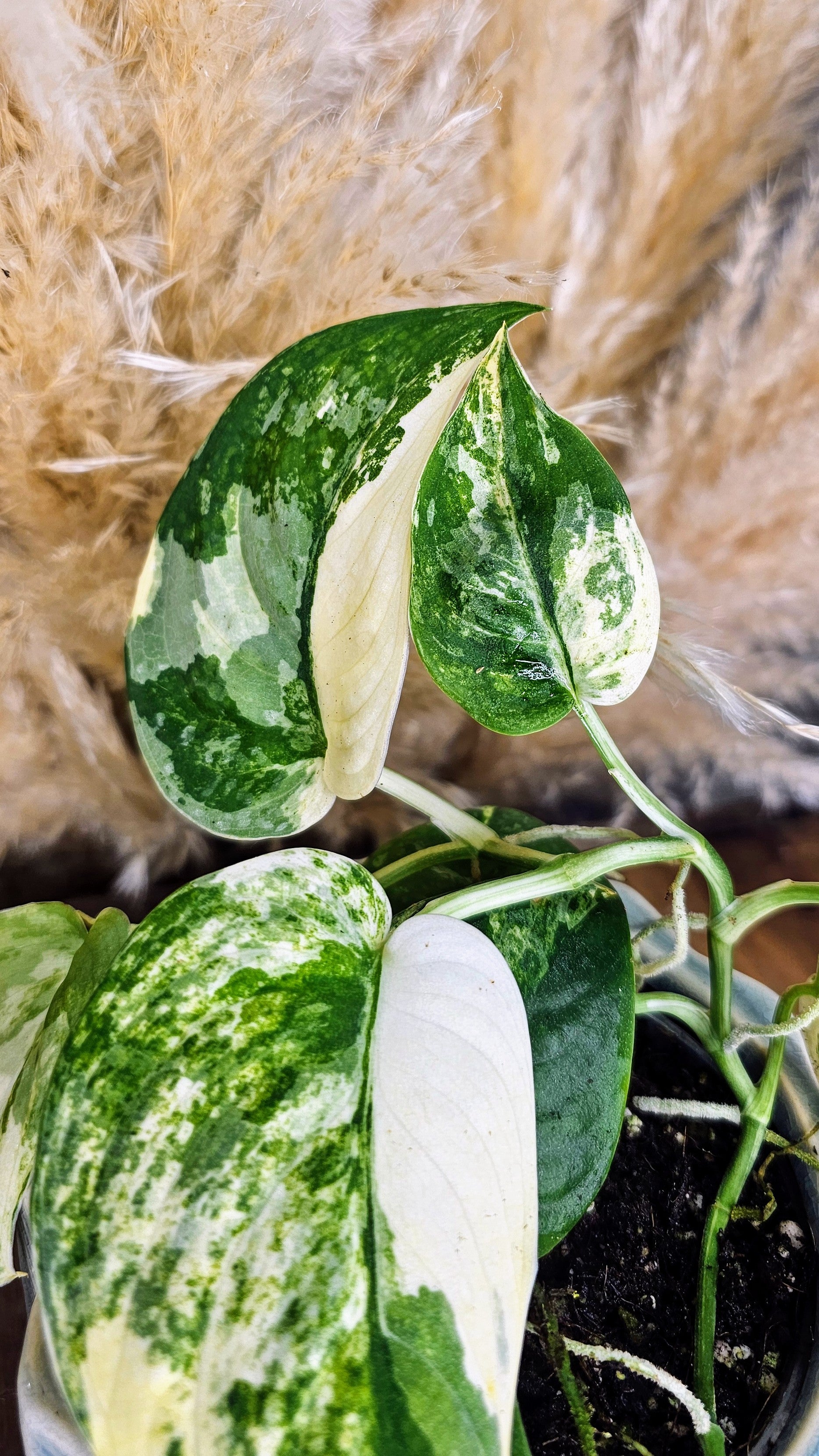 Scindapsus Mangurai 4" W11