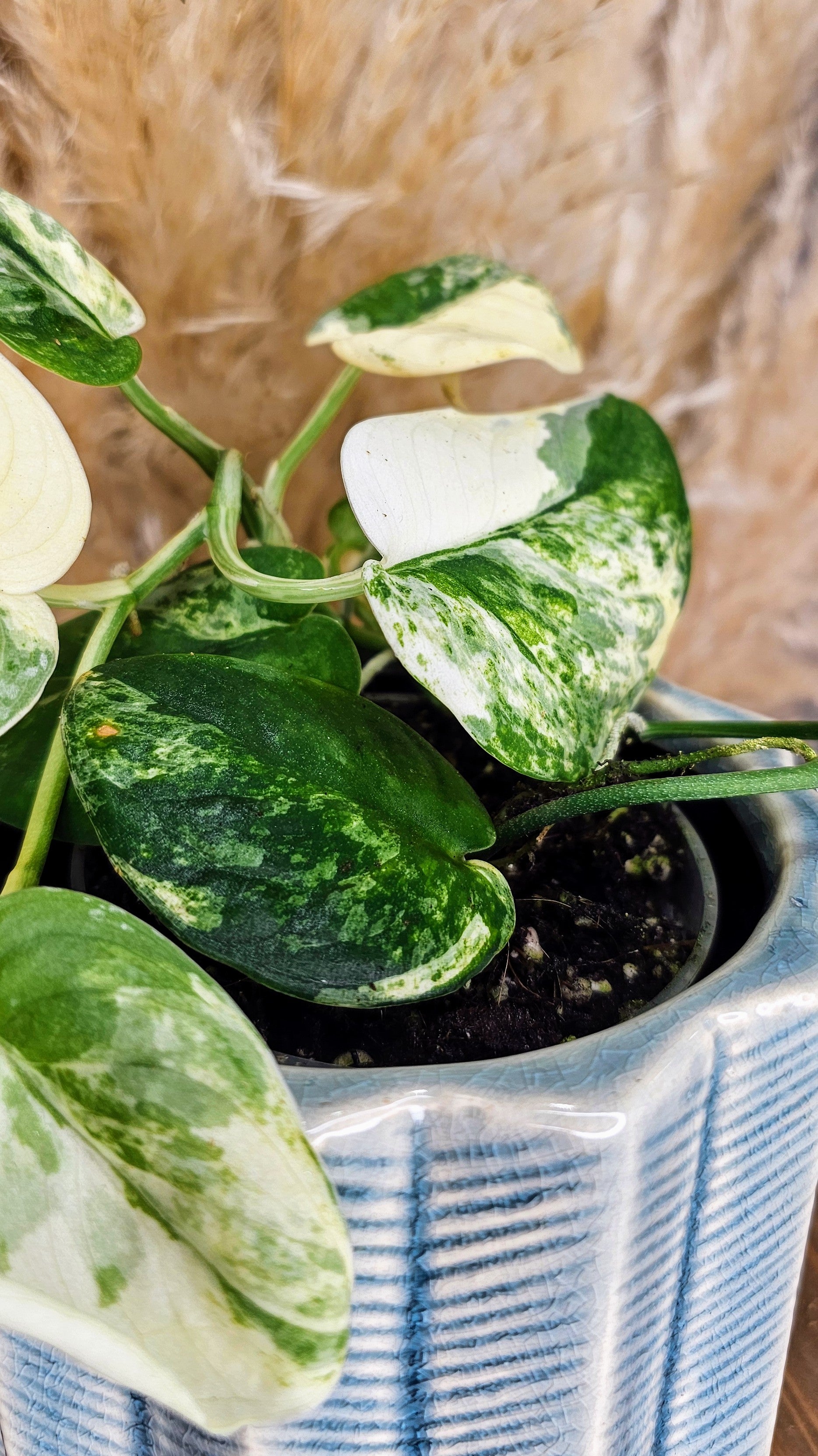 Scindapsus Mangurai 4" W11