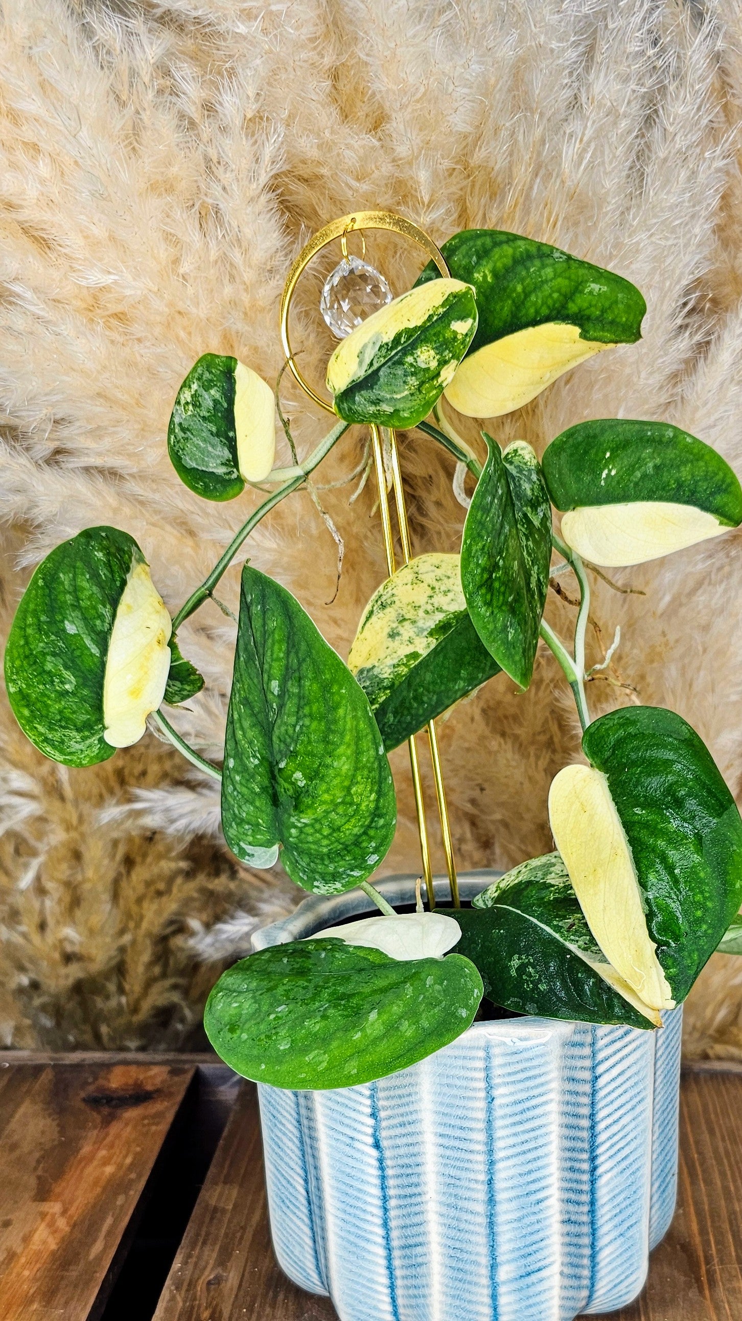 Scindapsus Mangurai 4" W13