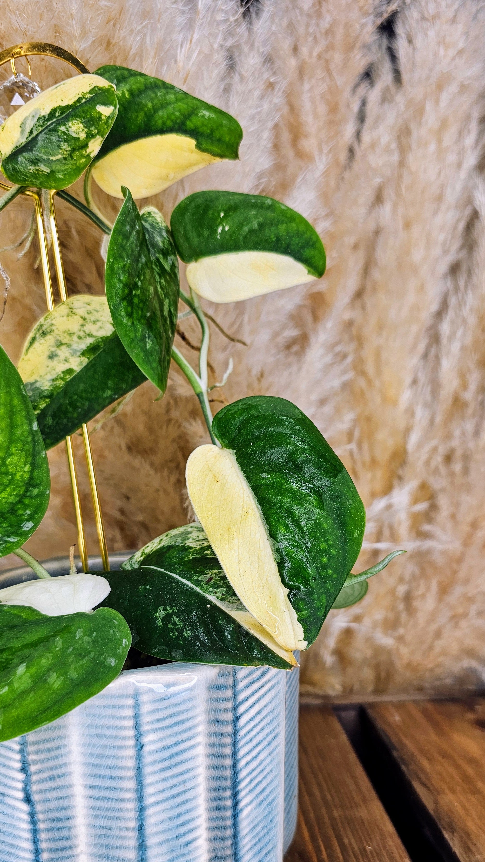 Scindapsus Mangurai 4" W13