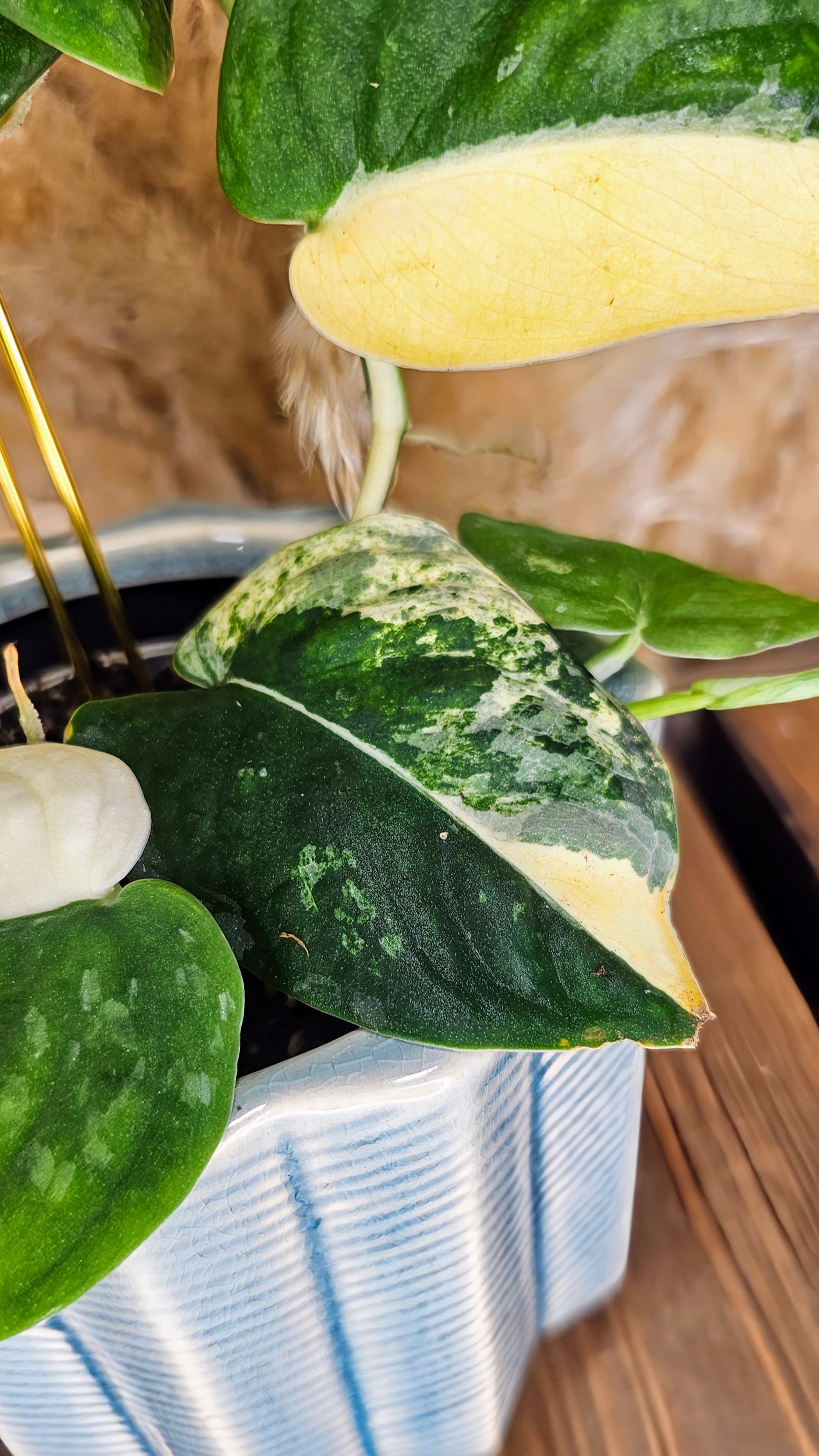 Scindapsus Mangurai 4" W13