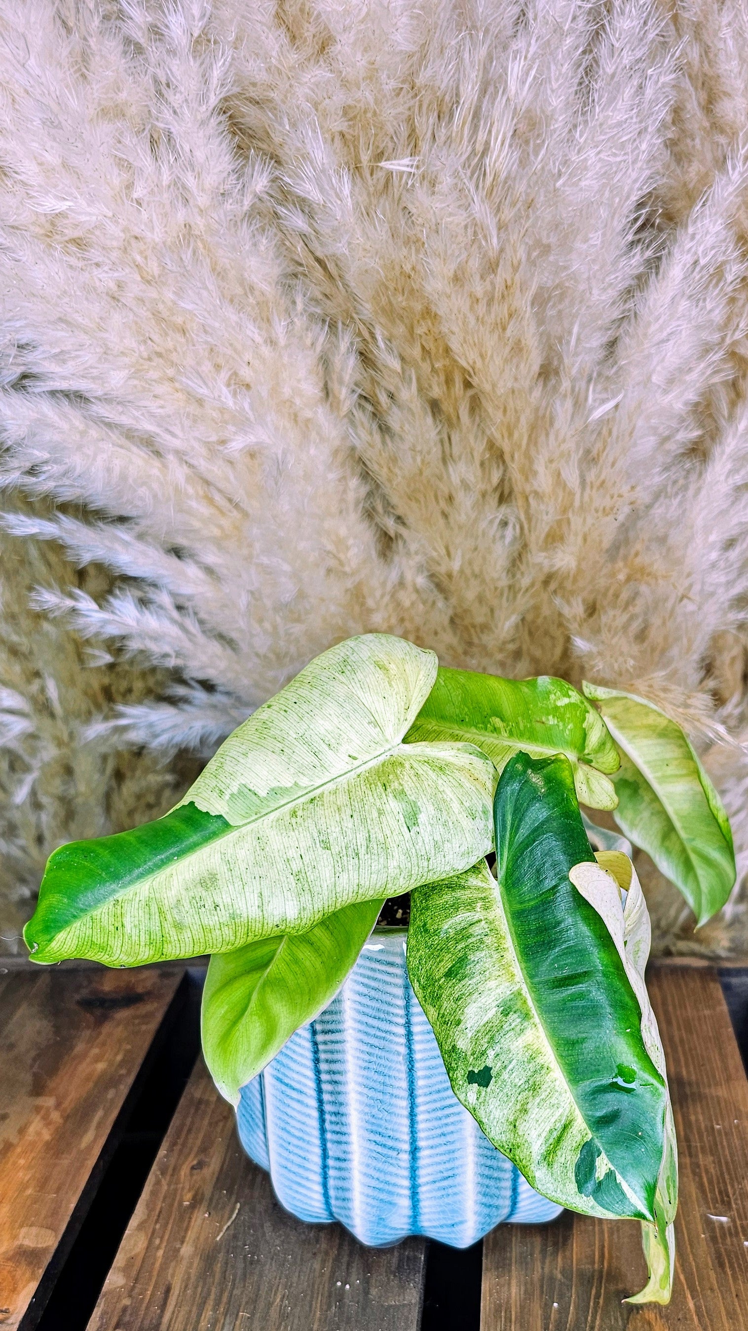 Philodendron Burlemarx Mint (WP11)