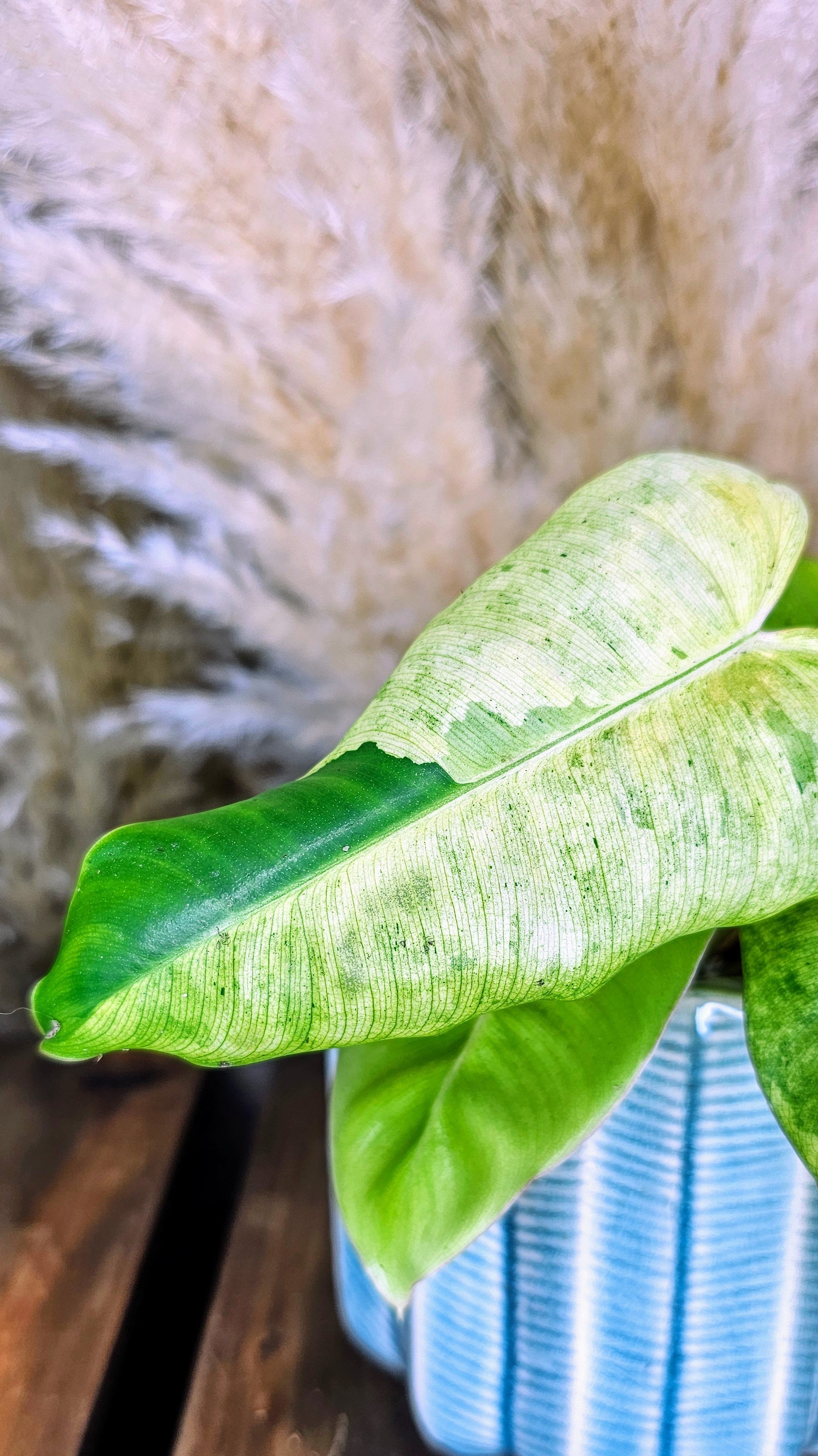 Philodendron Burlemarx Mint (WP11)