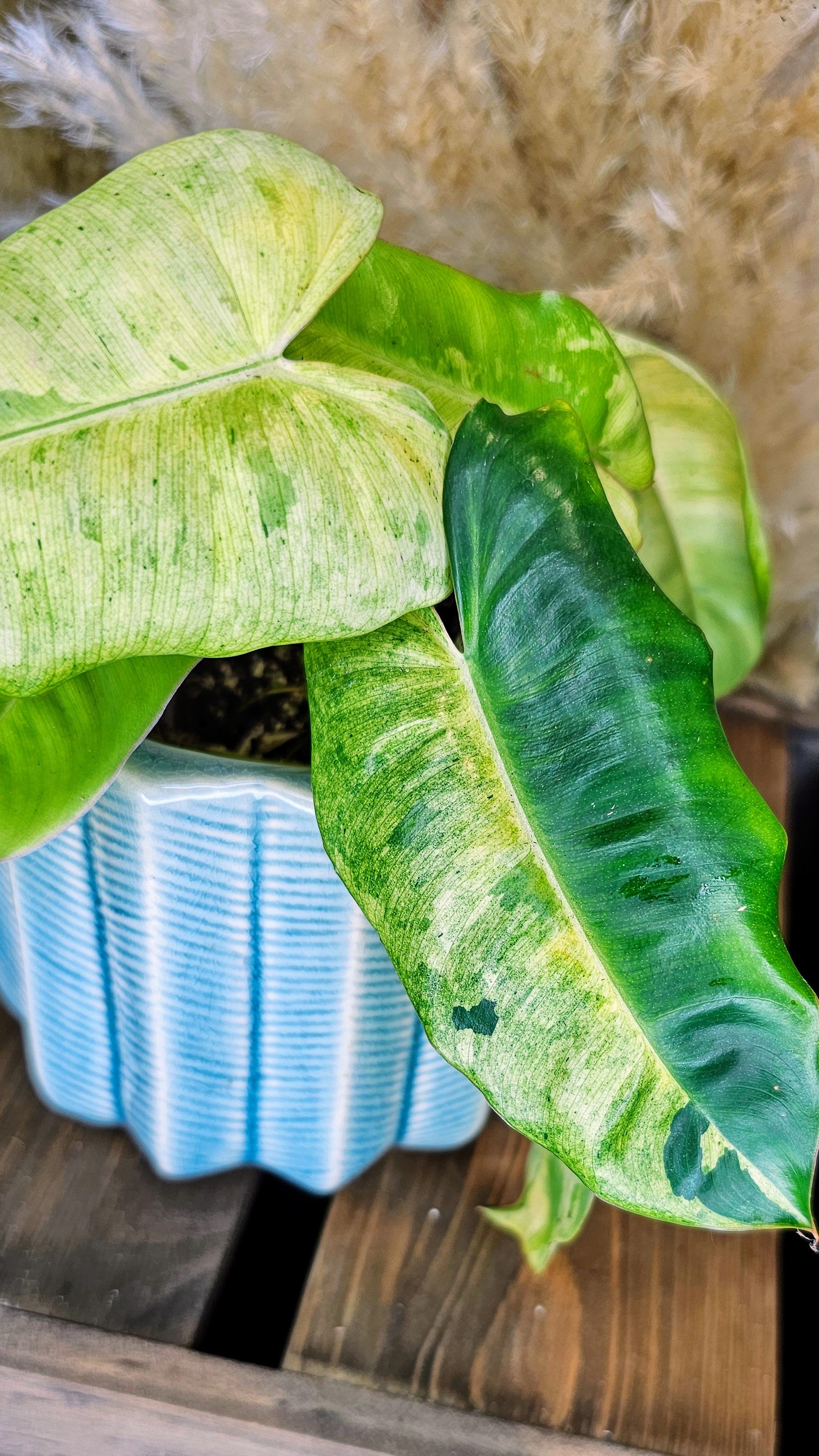 Philodendron Burlemarx Mint (WP11)