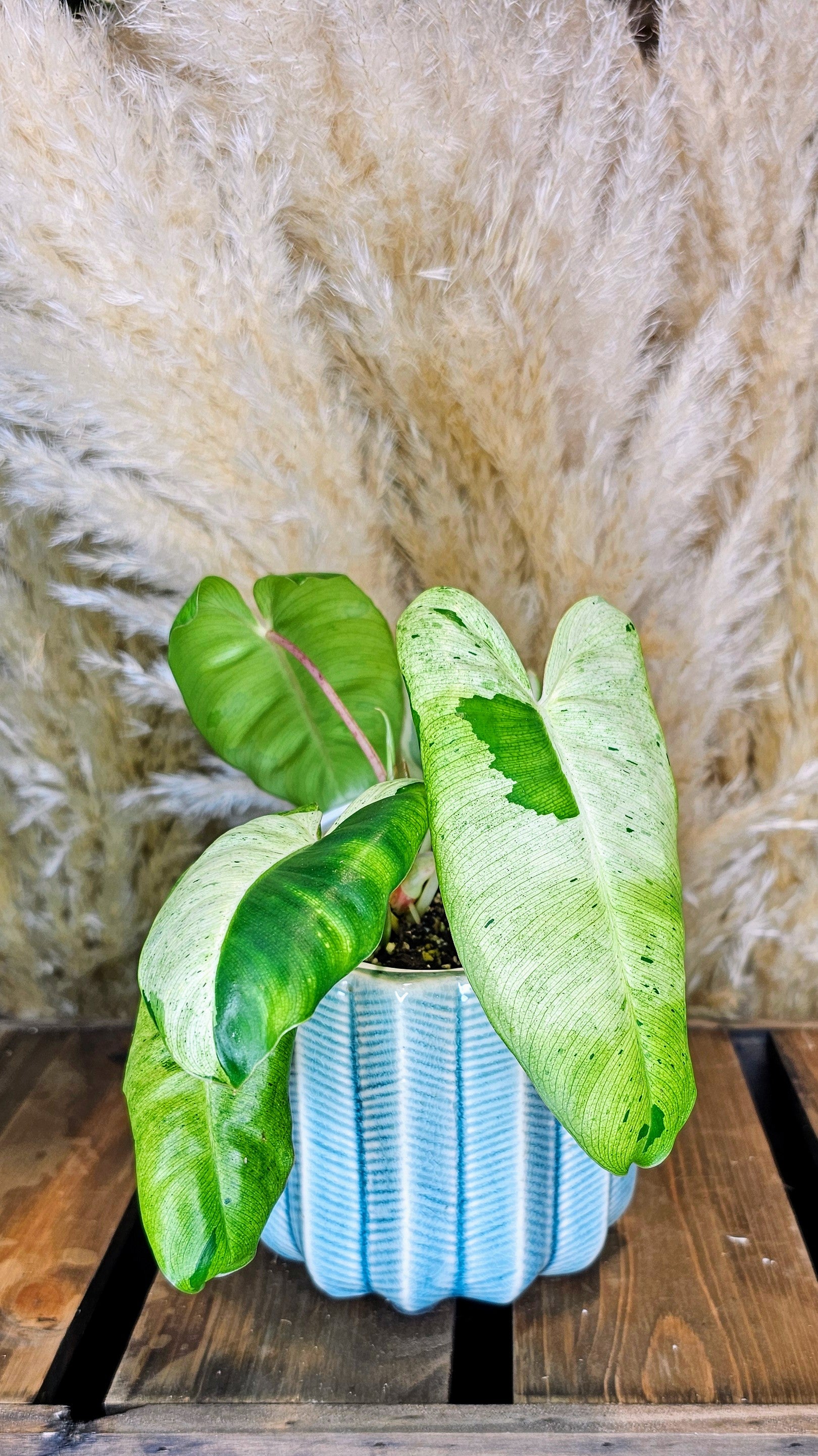 Philodendron Burle Marx Mint (WP12)